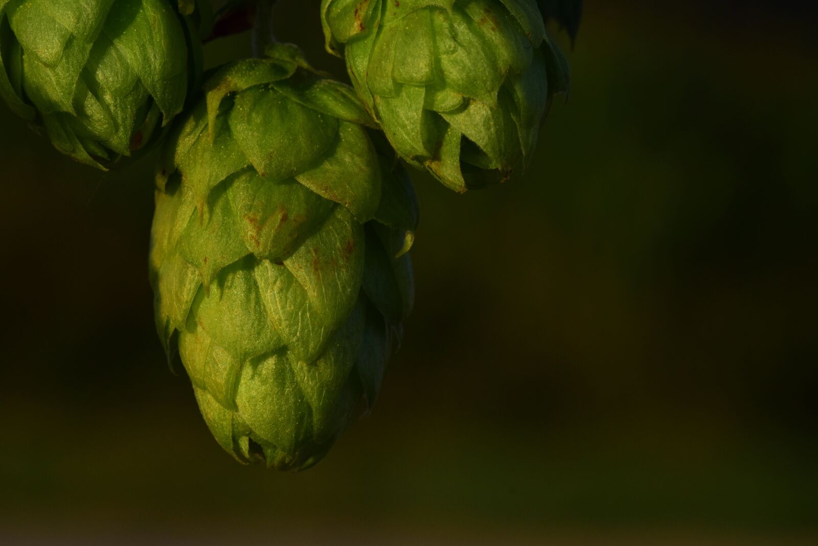 Nikon D3300 sample photo. Hops, hops flower, green photography