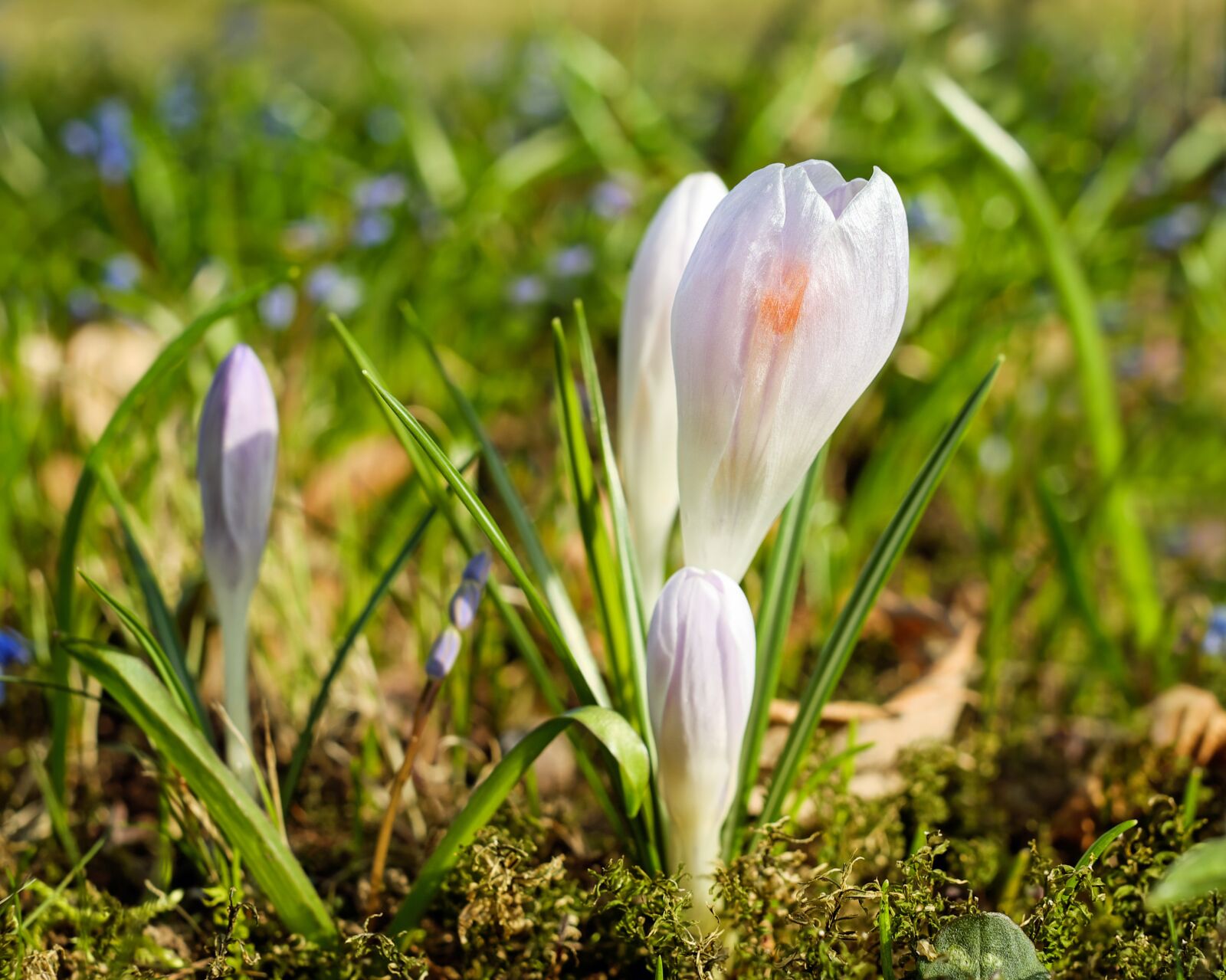 Fujifilm X-T10 + Fujifilm XF 35mm F1.4 R sample photo. Crocus, flower, bloom photography