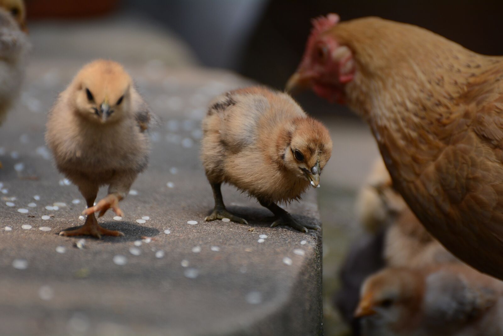 Nikon D7100 sample photo. Bird, poultry, animal photography