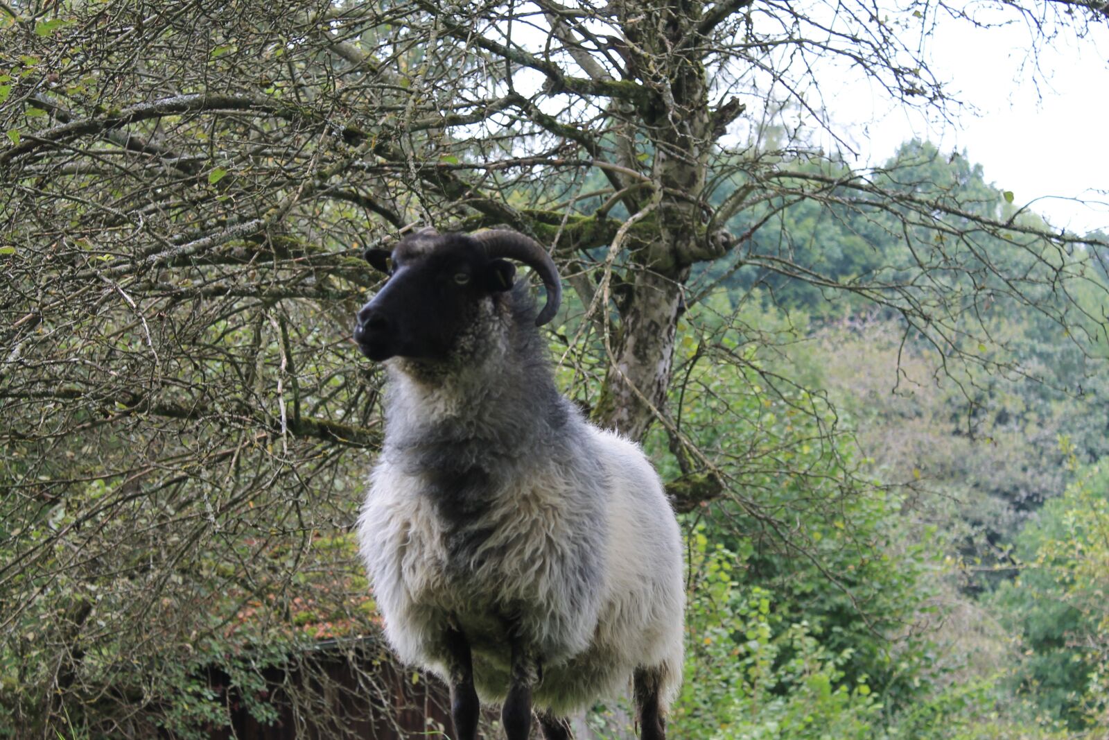 Canon EOS 1100D (EOS Rebel T3 / EOS Kiss X50) sample photo. Heidschnucke, sheep, horns photography