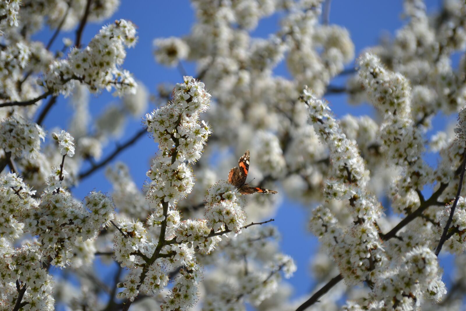 Nikon D3100 sample photo. Spring, bloom, flowers photography