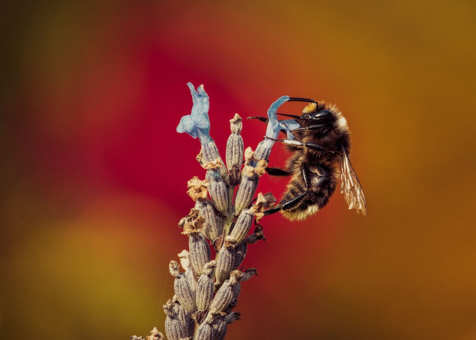 Canon EF-S 55-250mm F4-5.6 IS STM sample photo. Bee, rose, insect photography