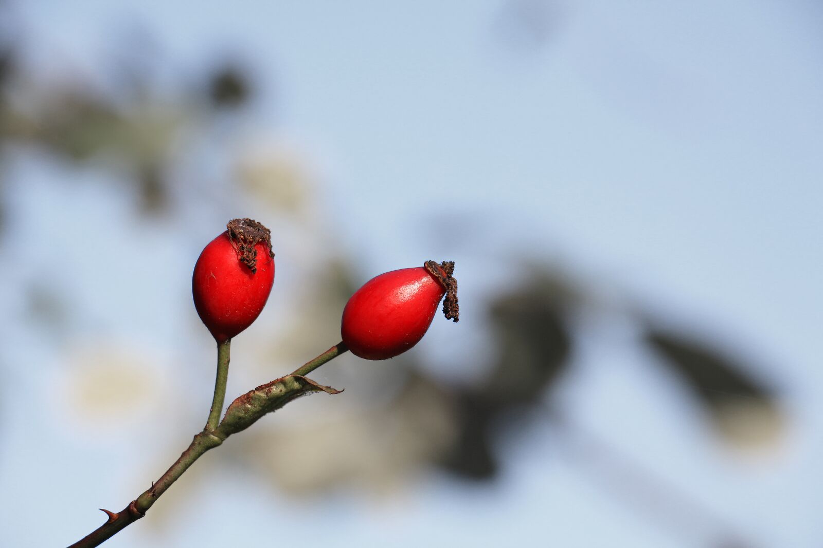 Canon EOS 700D (EOS Rebel T5i / EOS Kiss X7i) sample photo. Rose hip, red, branch photography
