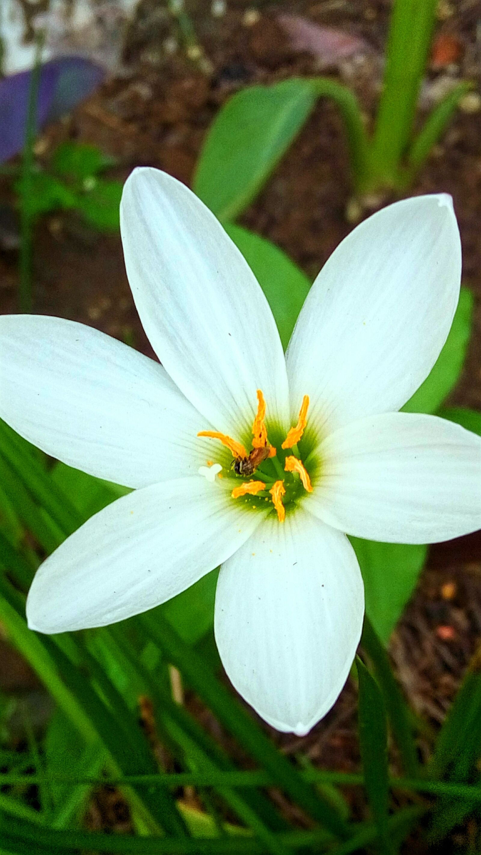 Lenovo VIBE X3 LITE sample photo. Flower, lily, macro photography