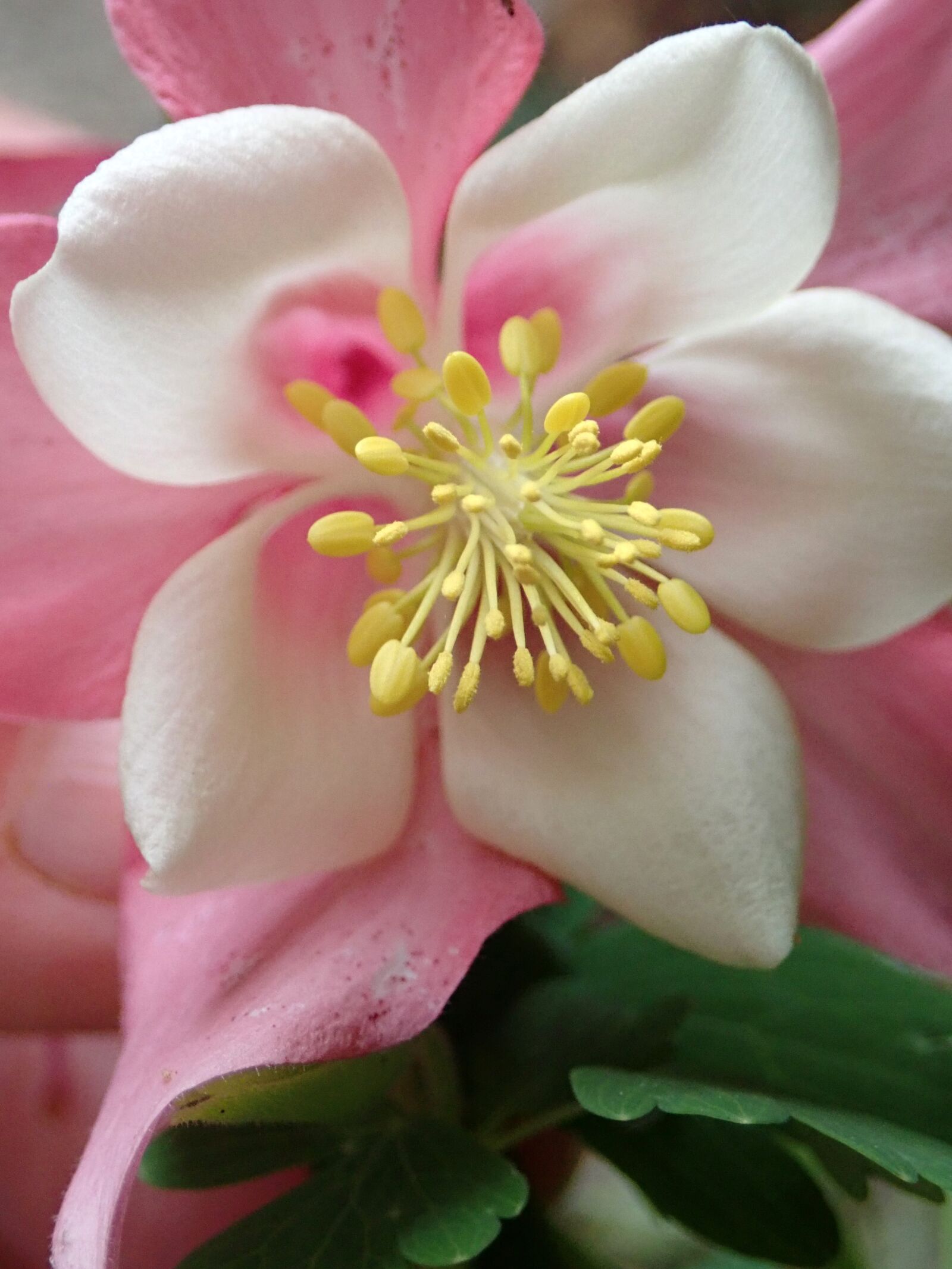 Olympus TG-5 sample photo. Flower, pink, columbine photography