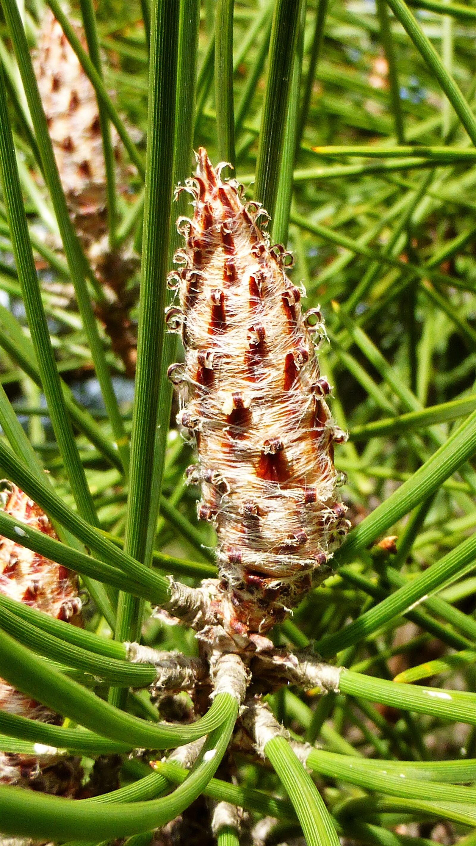 Panasonic Lumix DMC-ZS25 (Lumix DMC-TZ35) sample photo. Nature, france, aude photography