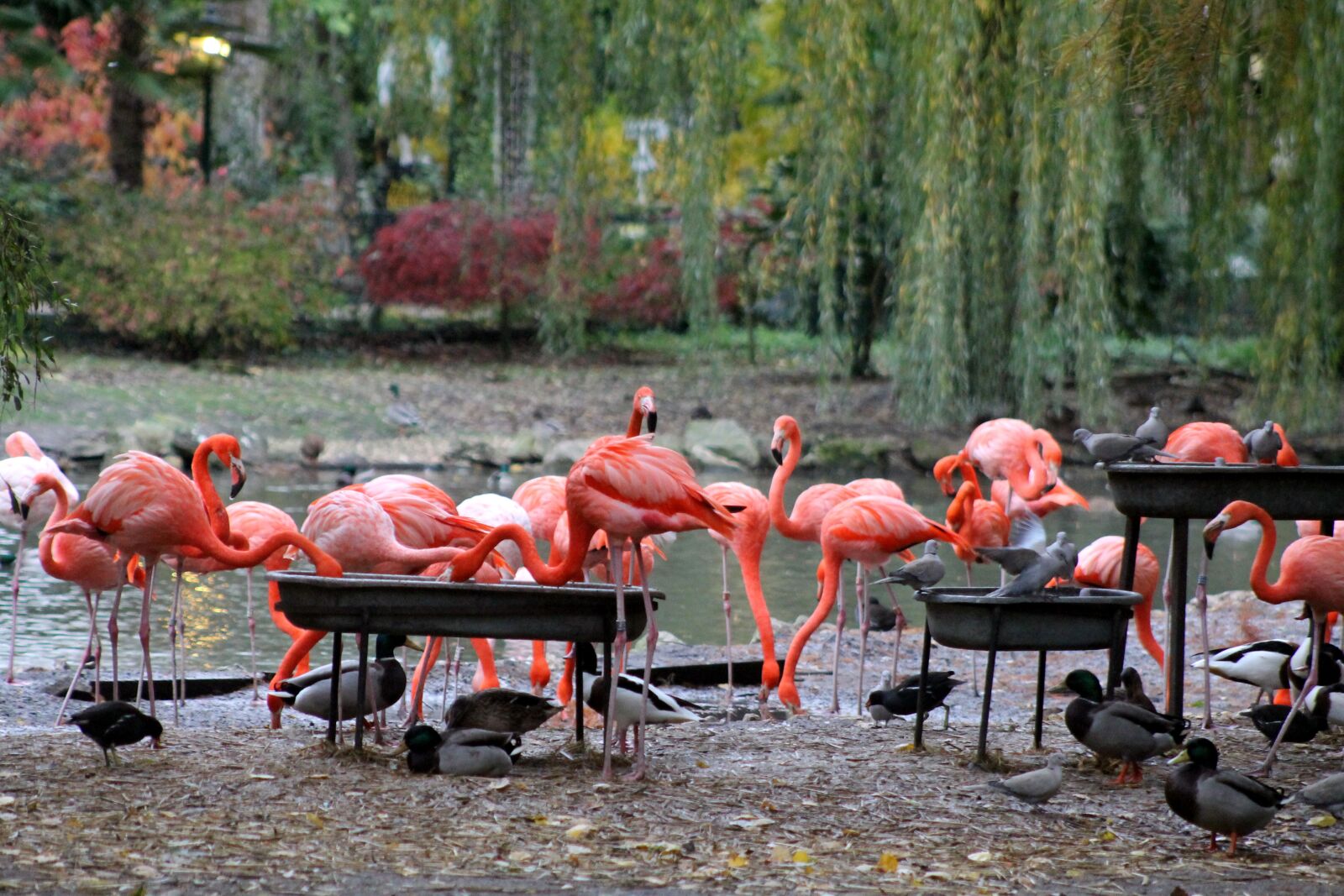 Canon EF75-300mm f/4-5.6 sample photo. Flamingos, pink, birds photography
