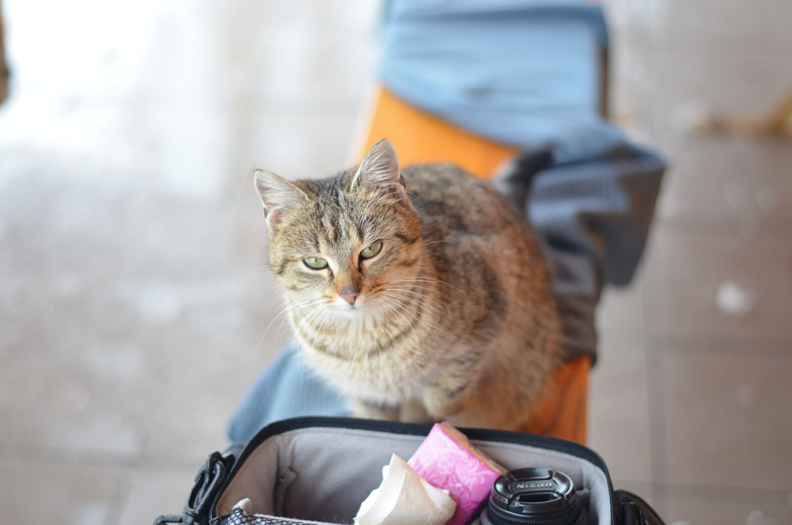 Nikon D5100 sample photo. Cat, grumpy cat, animals photography