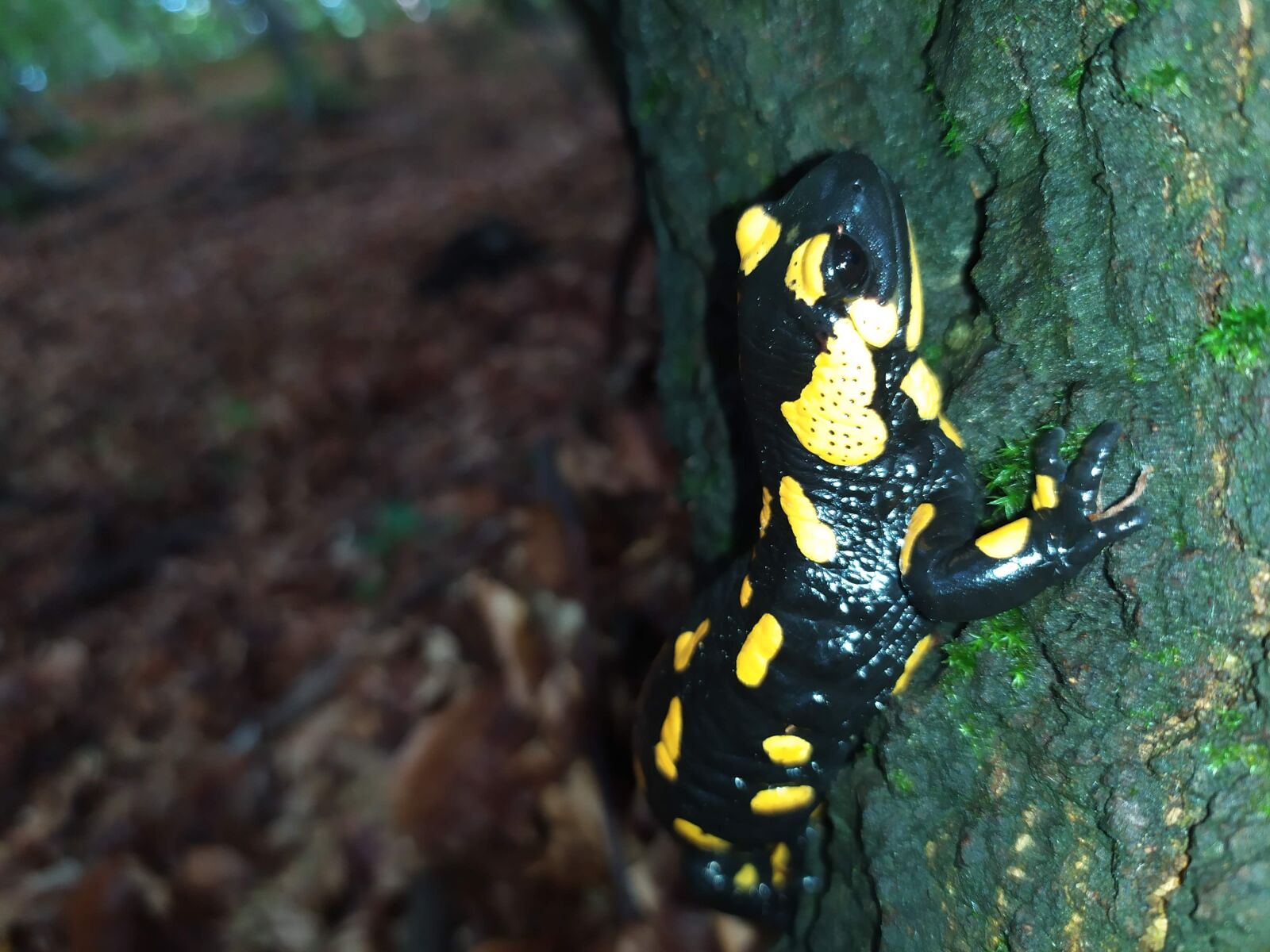 Xiaomi Redmi Note 7 sample photo. Amphibians, salamander, fire salamander photography