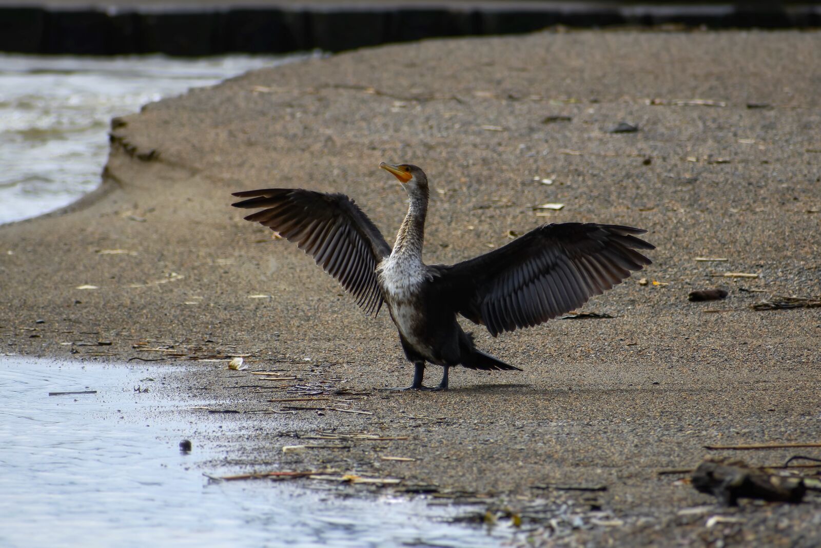 Nikon 1 J5 sample photo. Animal, river, water photography