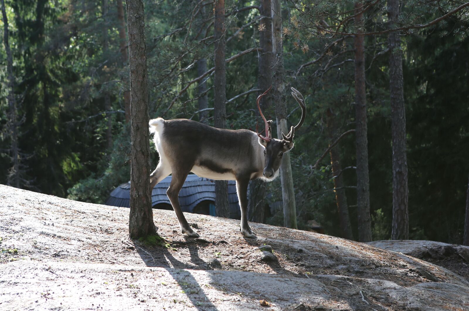 Canon EOS 6D + Canon EF 24-70mm F2.8L USM sample photo. Reindeer, lapland, mammal photography