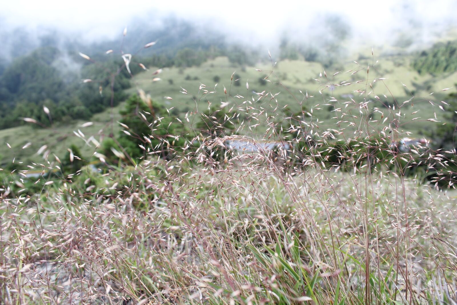Canon EOS 600D (Rebel EOS T3i / EOS Kiss X5) sample photo. Alpine plants, grass, prospects photography