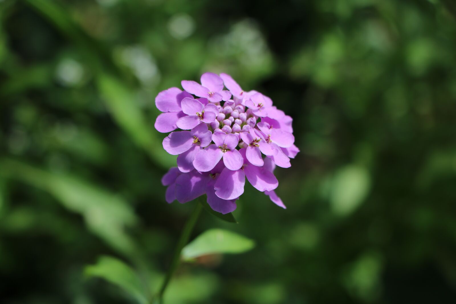 Canon EOS 760D (EOS Rebel T6s / EOS 8000D) sample photo. Candytuft, purple, flower photography