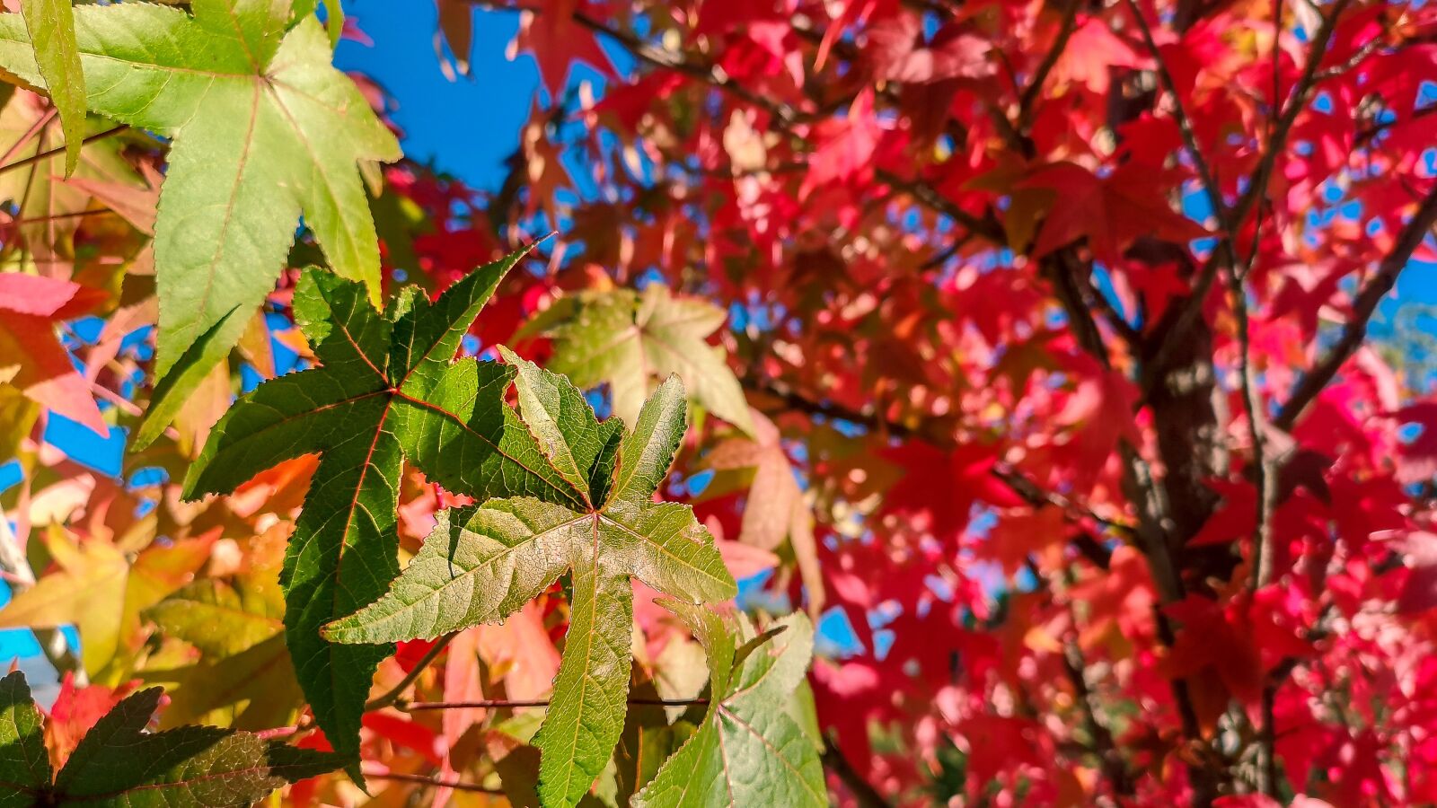 HUAWEI CLT-L09 sample photo. Autumn, leaves, colors photography