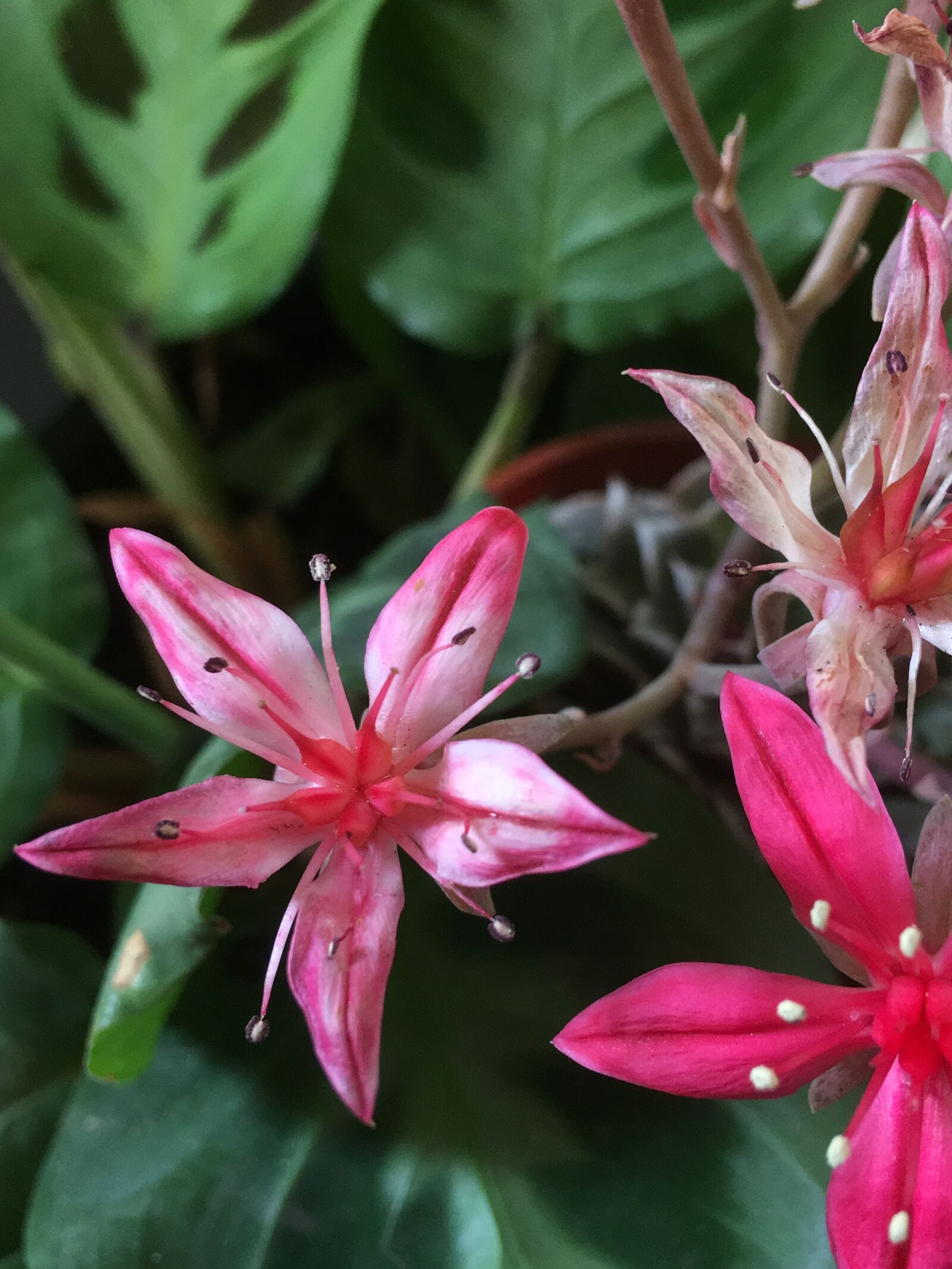 Apple iPhone 6s Plus sample photo. Nature, plant, flower photography