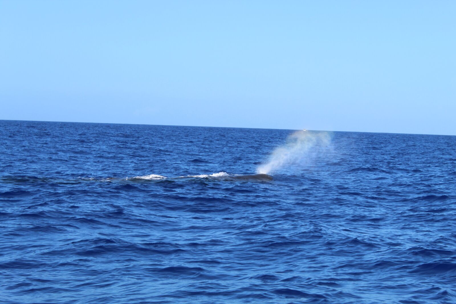 Canon EOS 4000D (EOS Rebel T100 / EOS 3000D) sample photo. Sperm whale, whale, fishing photography