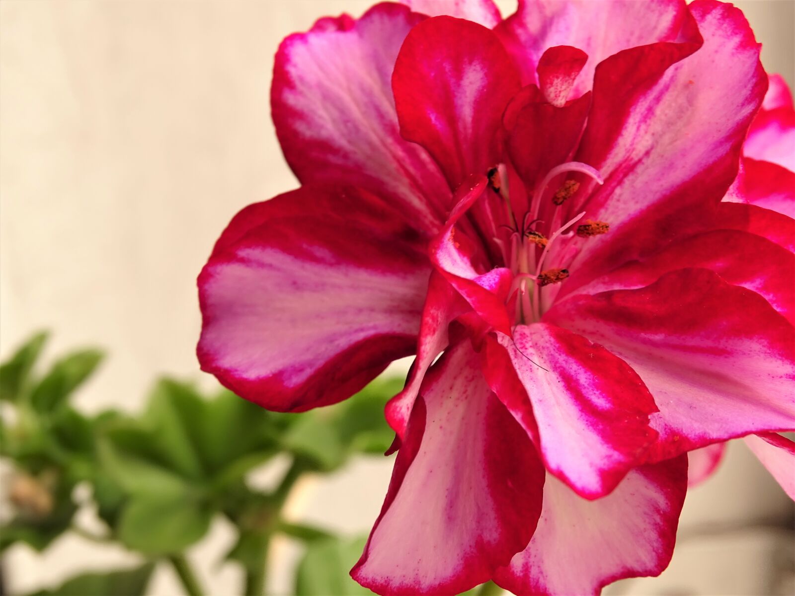 Sony Cyber-shot DSC-HX400V sample photo. Flower, petals, roses photography