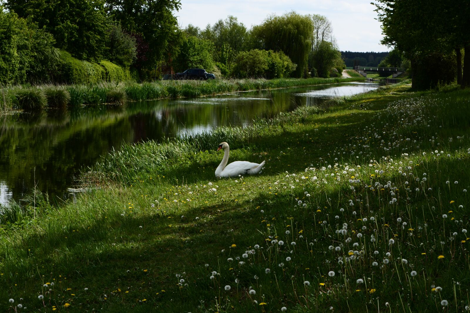 Nikon D5200 sample photo. Swan, meadow, animal photography