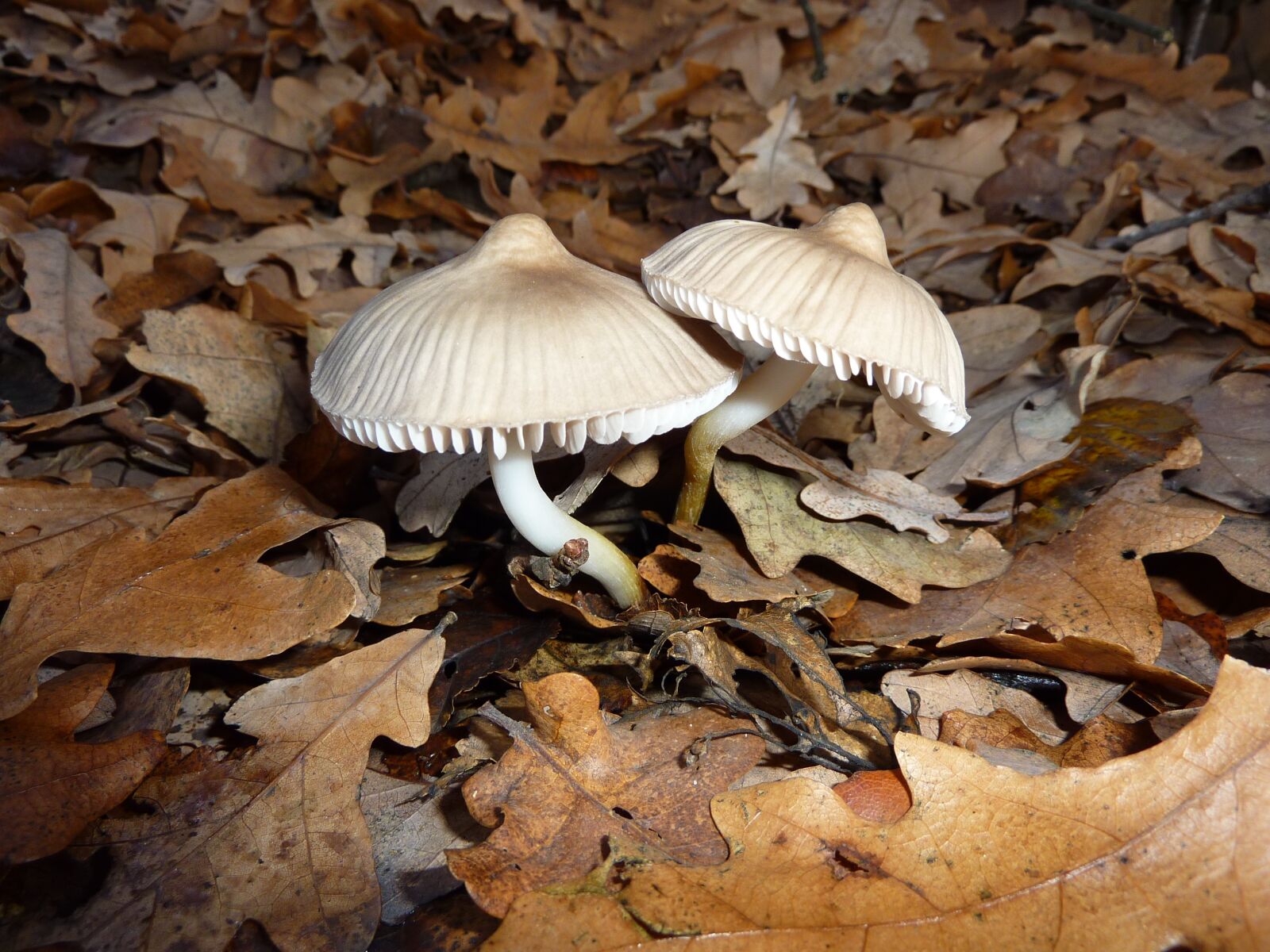 Panasonic DMC-TZ7 sample photo. Mushrooms, irina, nature photography