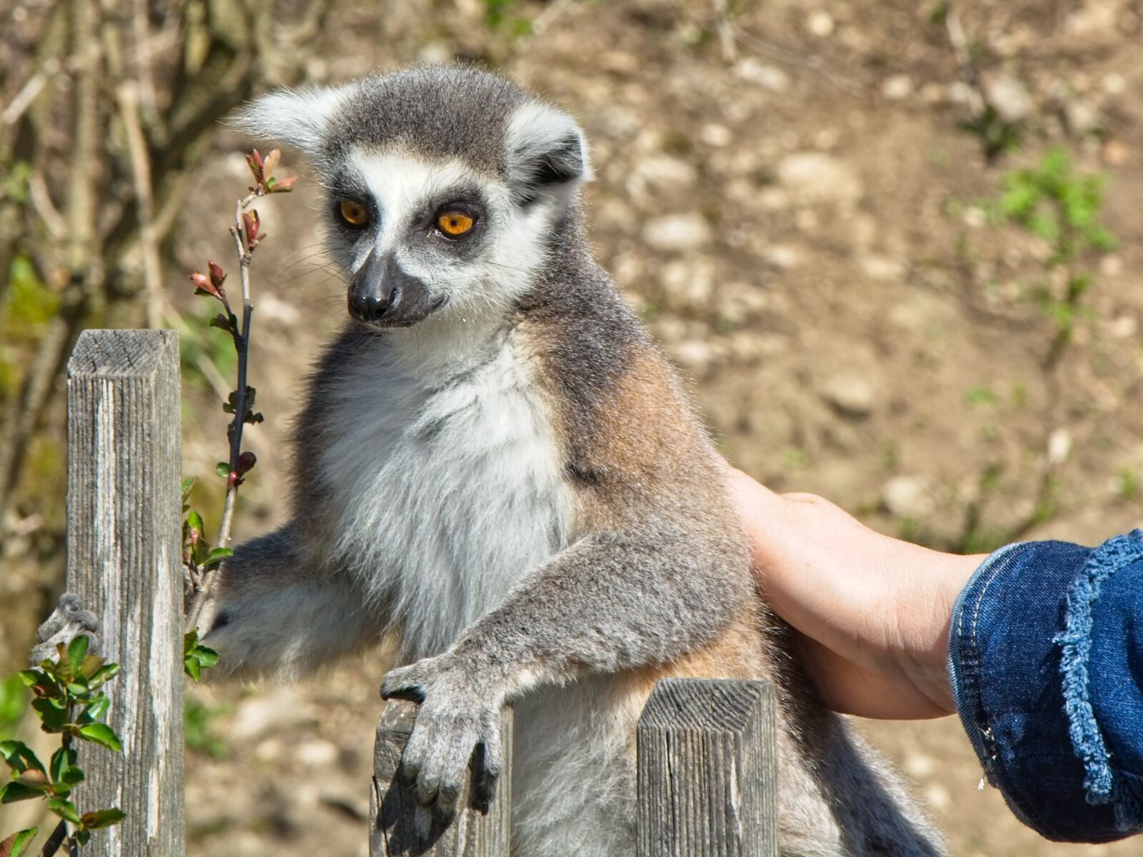 Nikon AF-S DX Nikkor 18-105mm F3.5-5.6G ED VR sample photo. Ring tailed lemur, lemur photography