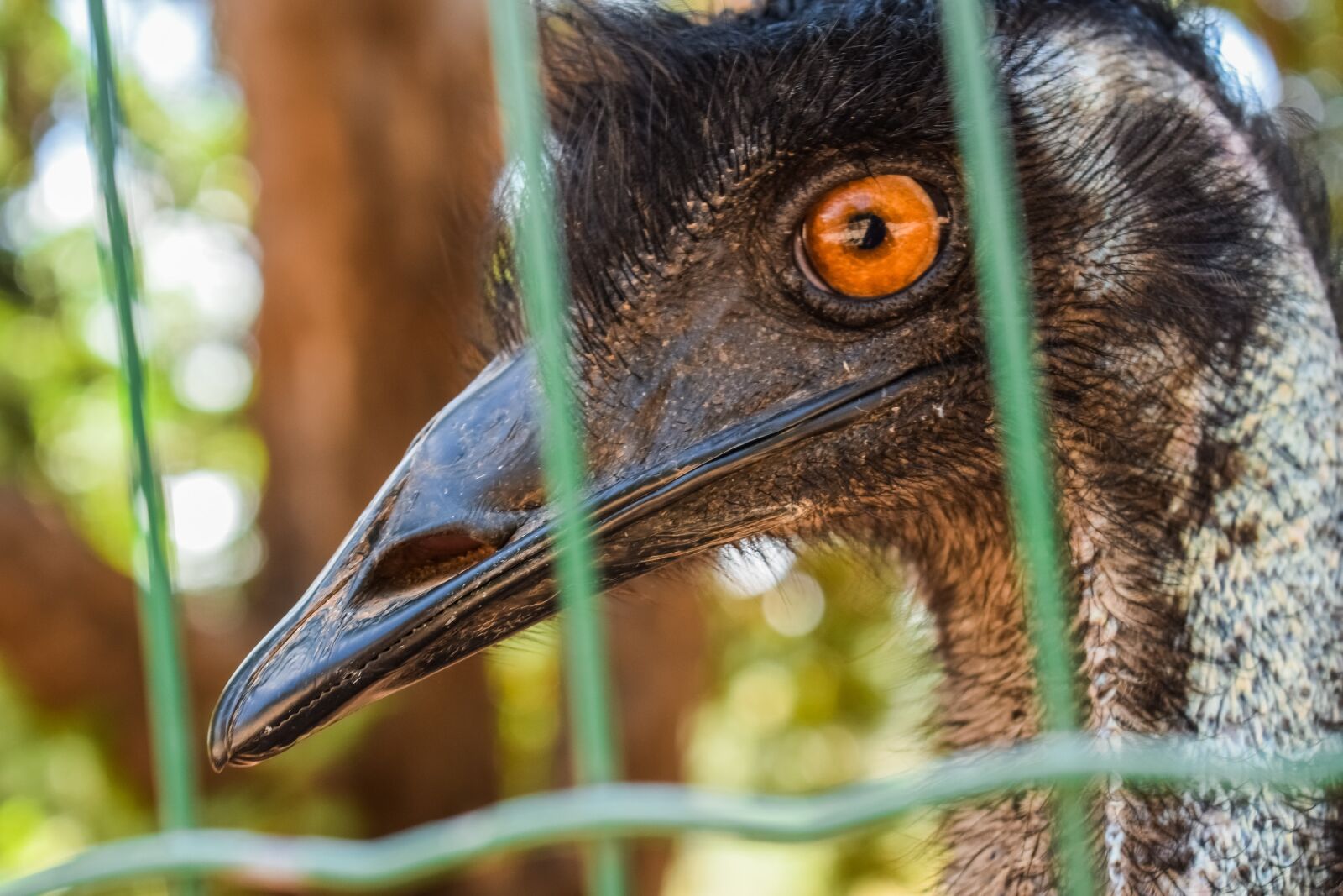 Nikon D3300 sample photo. Emu, head, eye photography