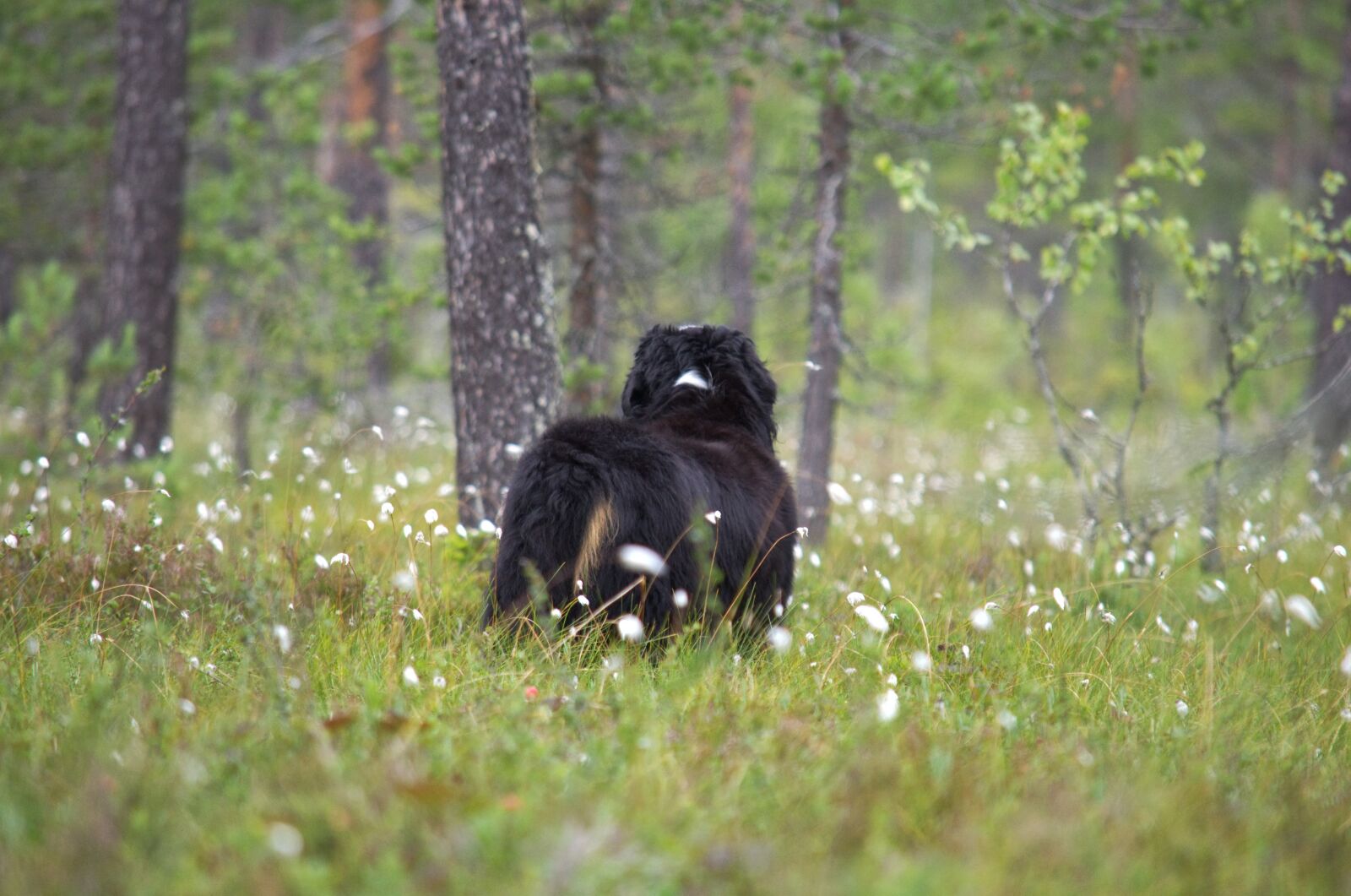 Nikon D5100 sample photo. Bernese mountain dog, dog photography