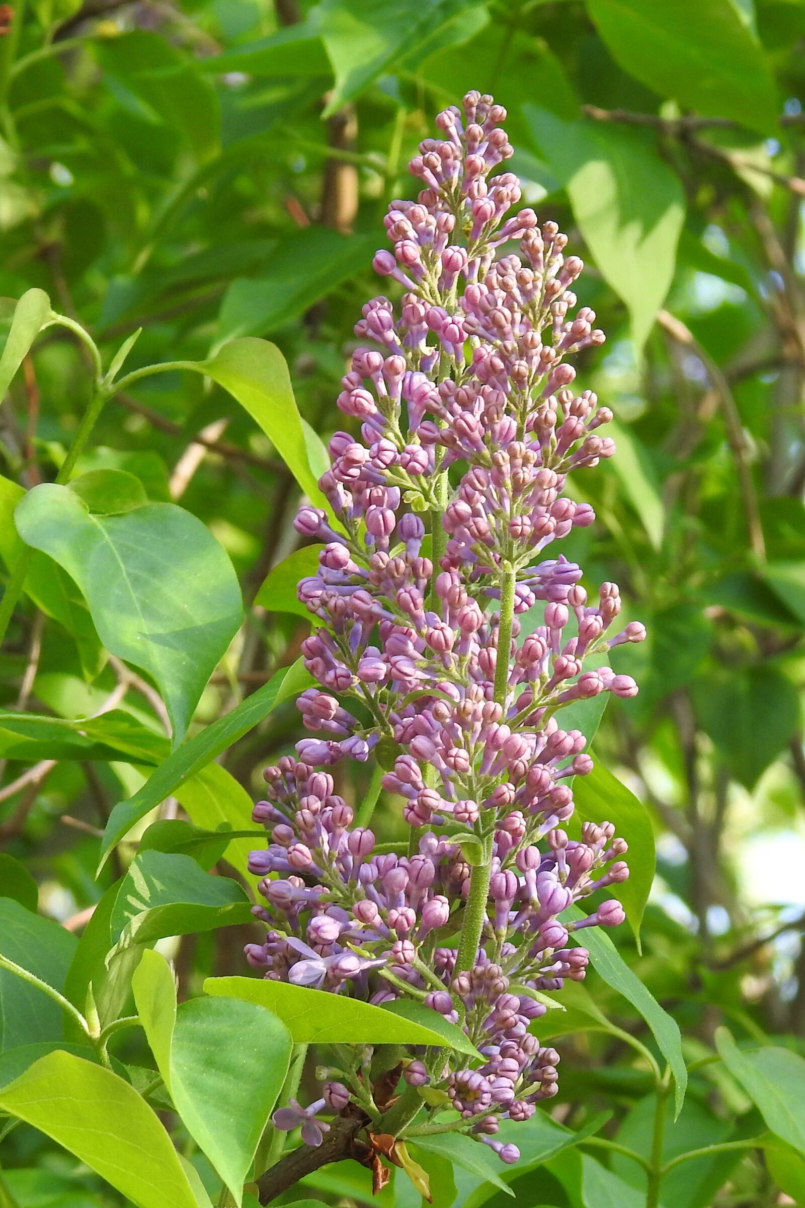 Nikon Coolpix P900 sample photo. Lilac, plant, flower photography