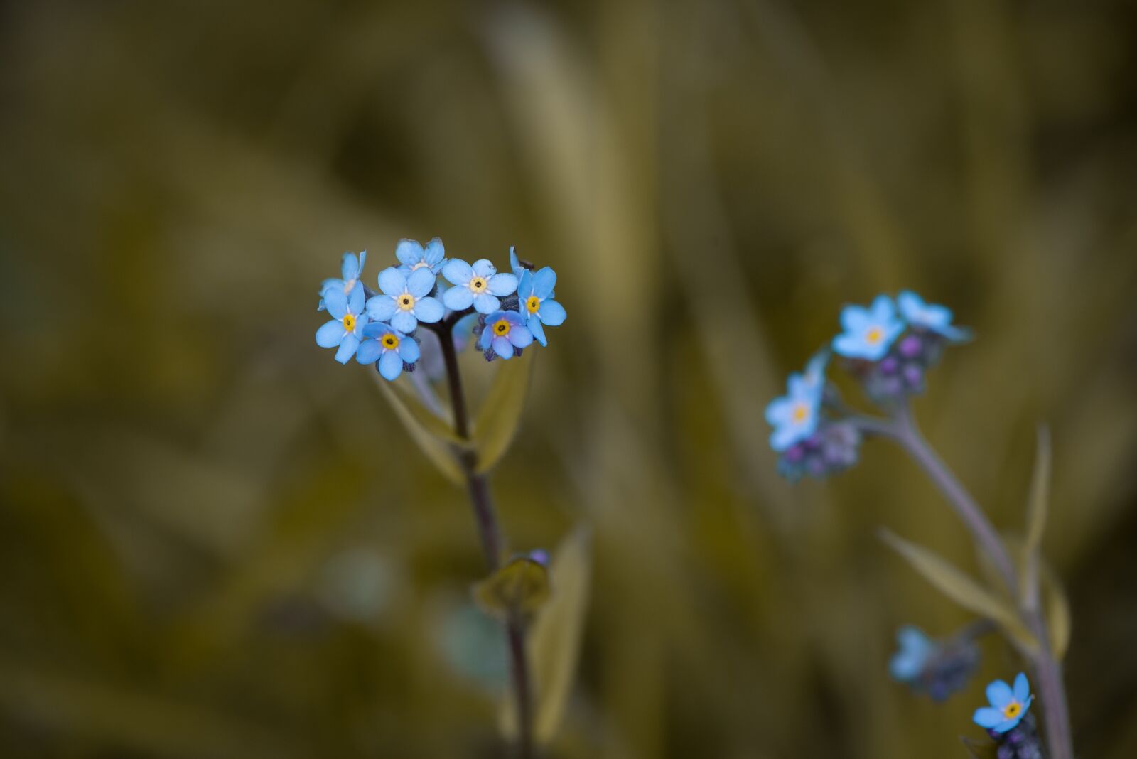 Nikon D750 sample photo. Forget me not, flowers photography