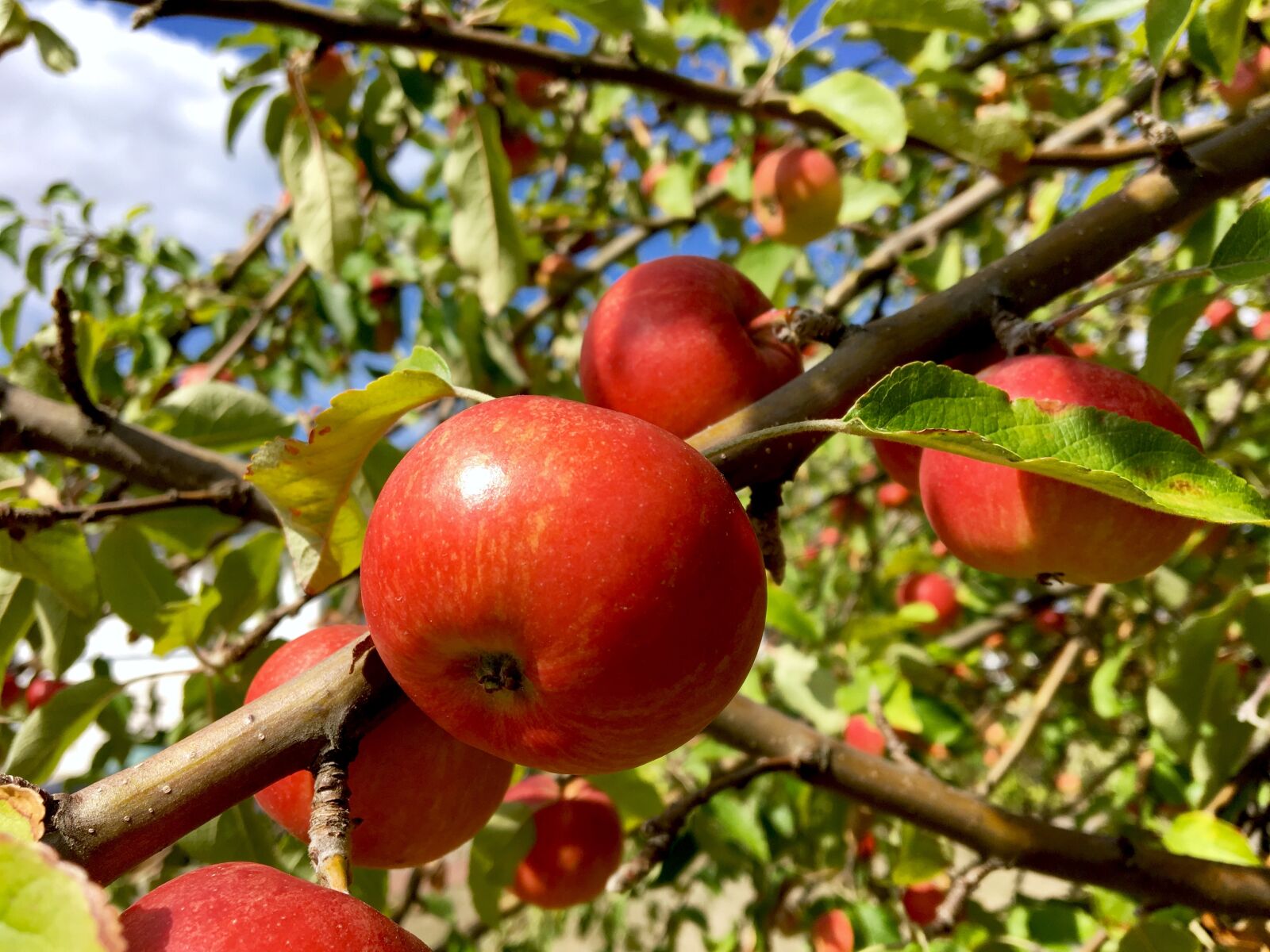 Apple iPhone 6s sample photo. Apple, apple tree, autumn photography