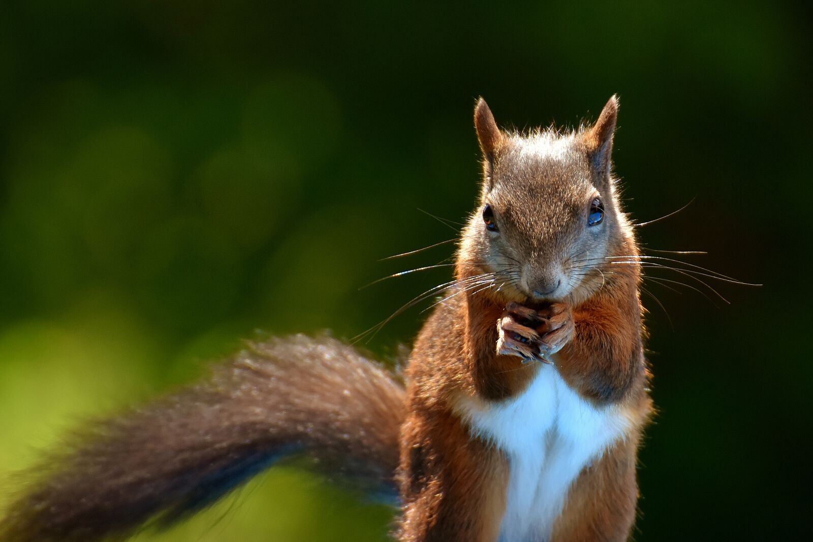 Nikon D7200 sample photo. Squirrel, nager, garden photography