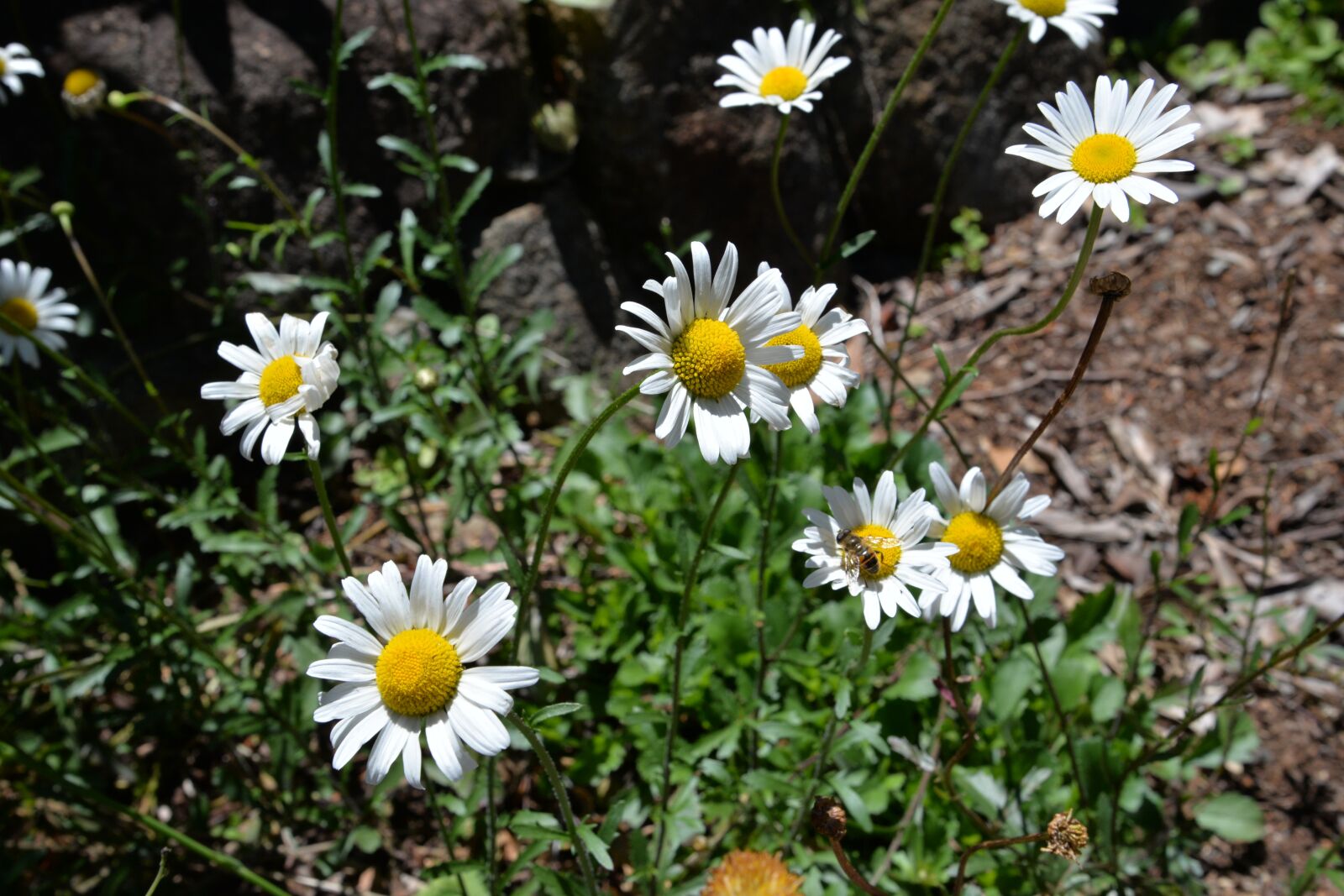 Nikon D610 sample photo. Daisy, bee, nature photography