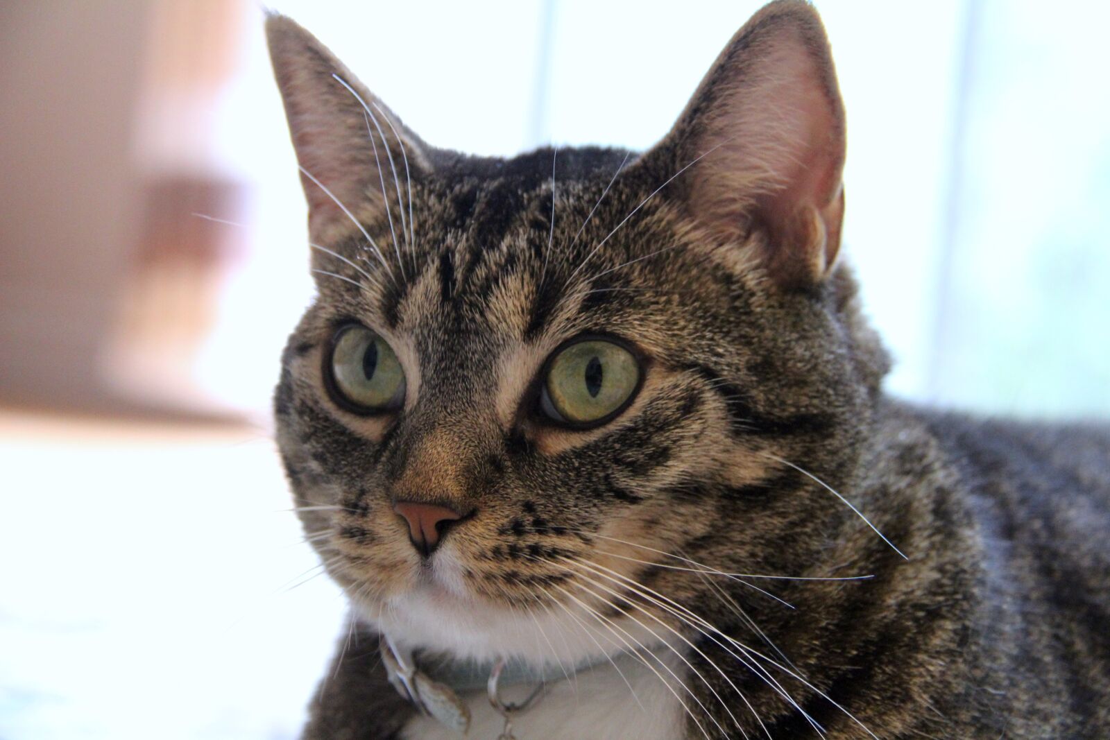 Canon EOS 1200D (EOS Rebel T5 / EOS Kiss X70 / EOS Hi) sample photo. Cat, pet, animal photography