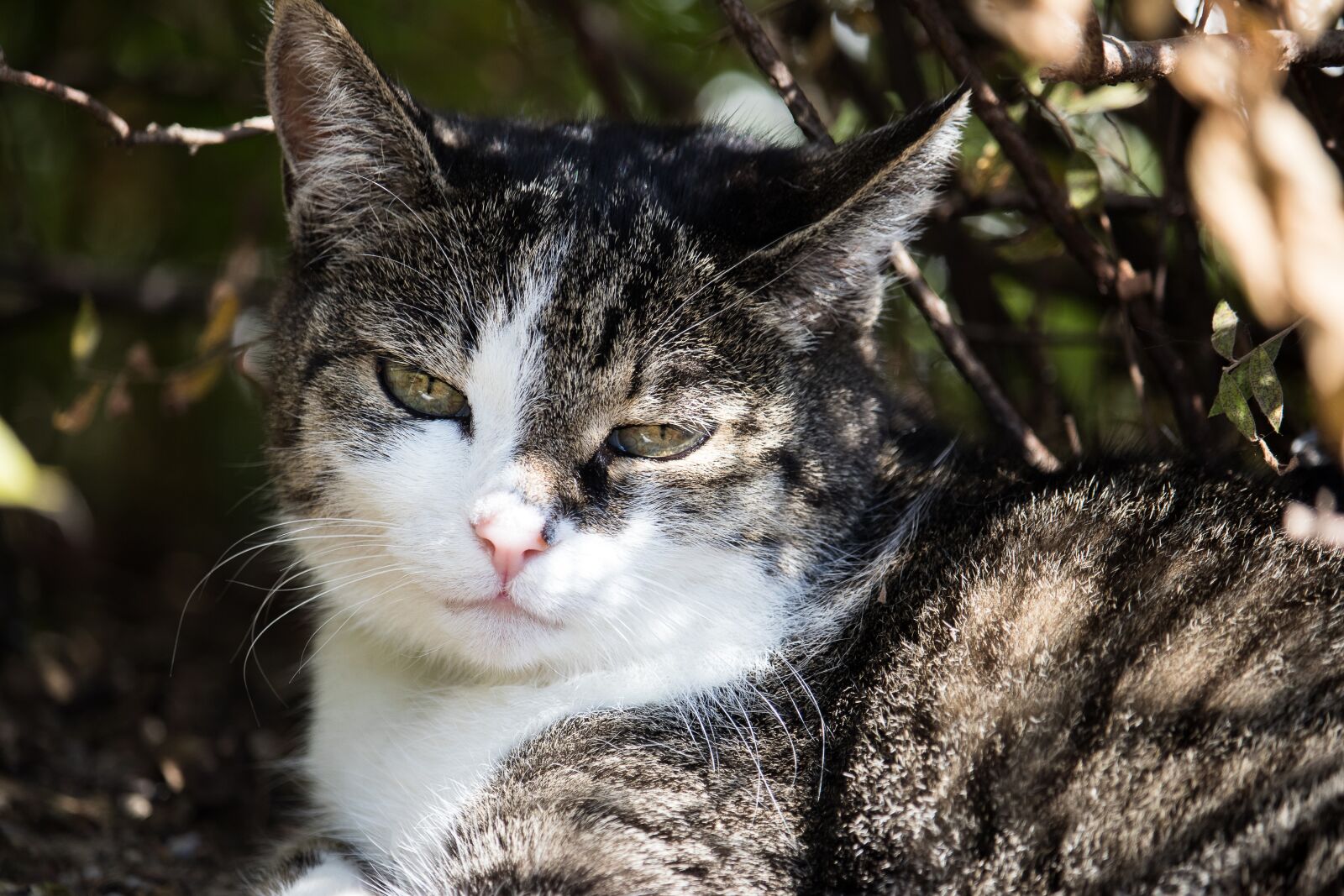 Canon EF-S 55-250mm F4-5.6 IS STM sample photo. Cat, domestic cat, animal photography