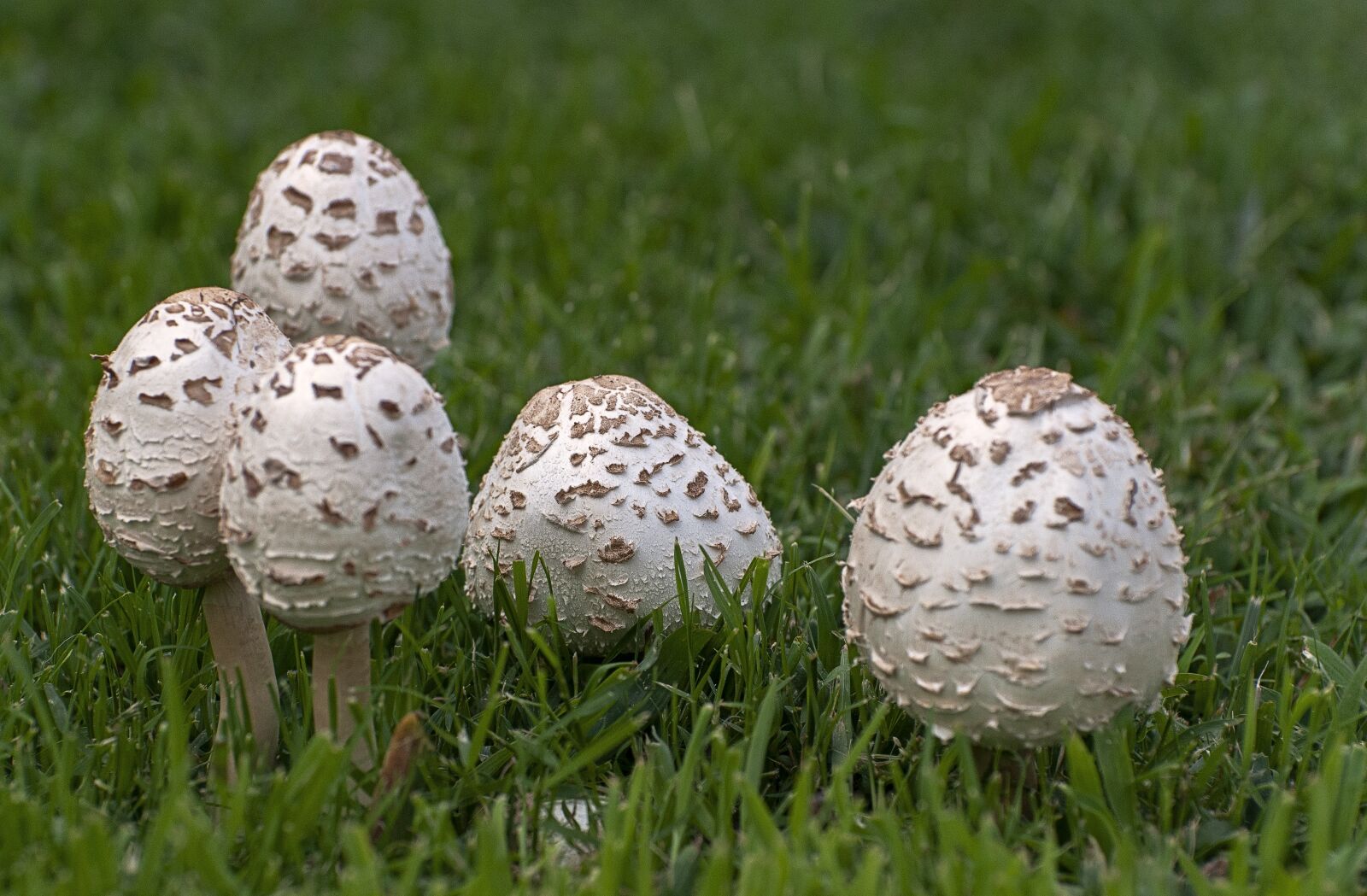 Nikon D300 sample photo. Mushrooms, grass, mushroom photography