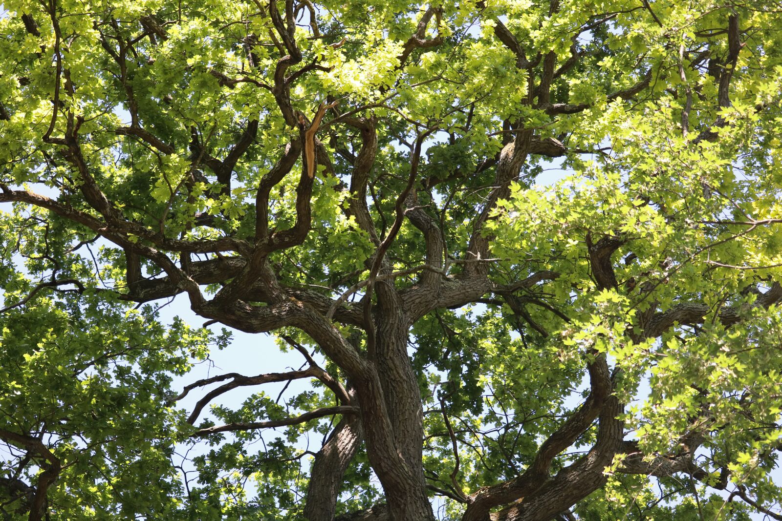 Canon EOS 750D (EOS Rebel T6i / EOS Kiss X8i) + Canon EF-S 55-250mm F4-5.6 IS STM sample photo. Tree, branches, landscape photography