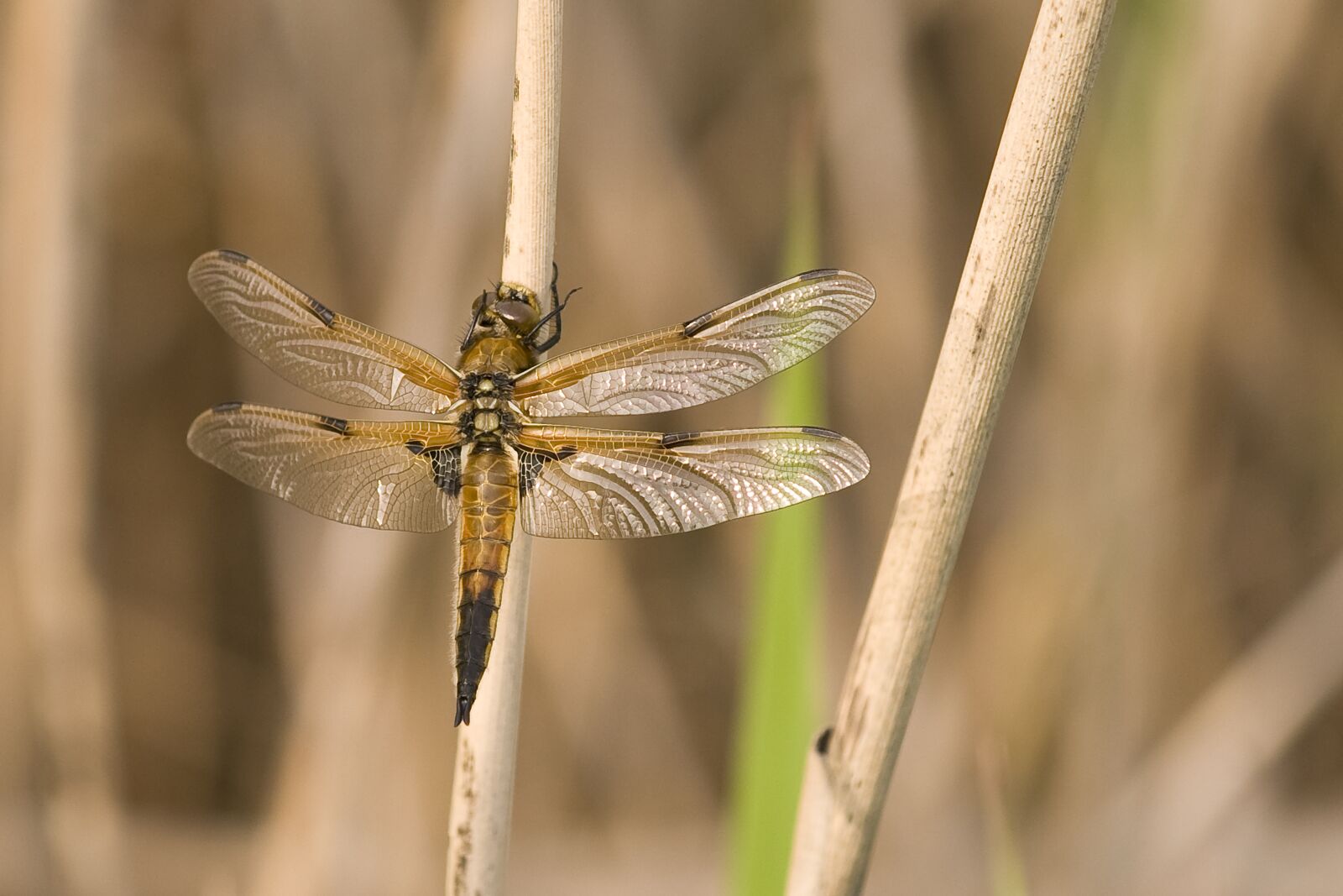 Nikon D300 sample photo. Dragonfly, animals, nature photography
