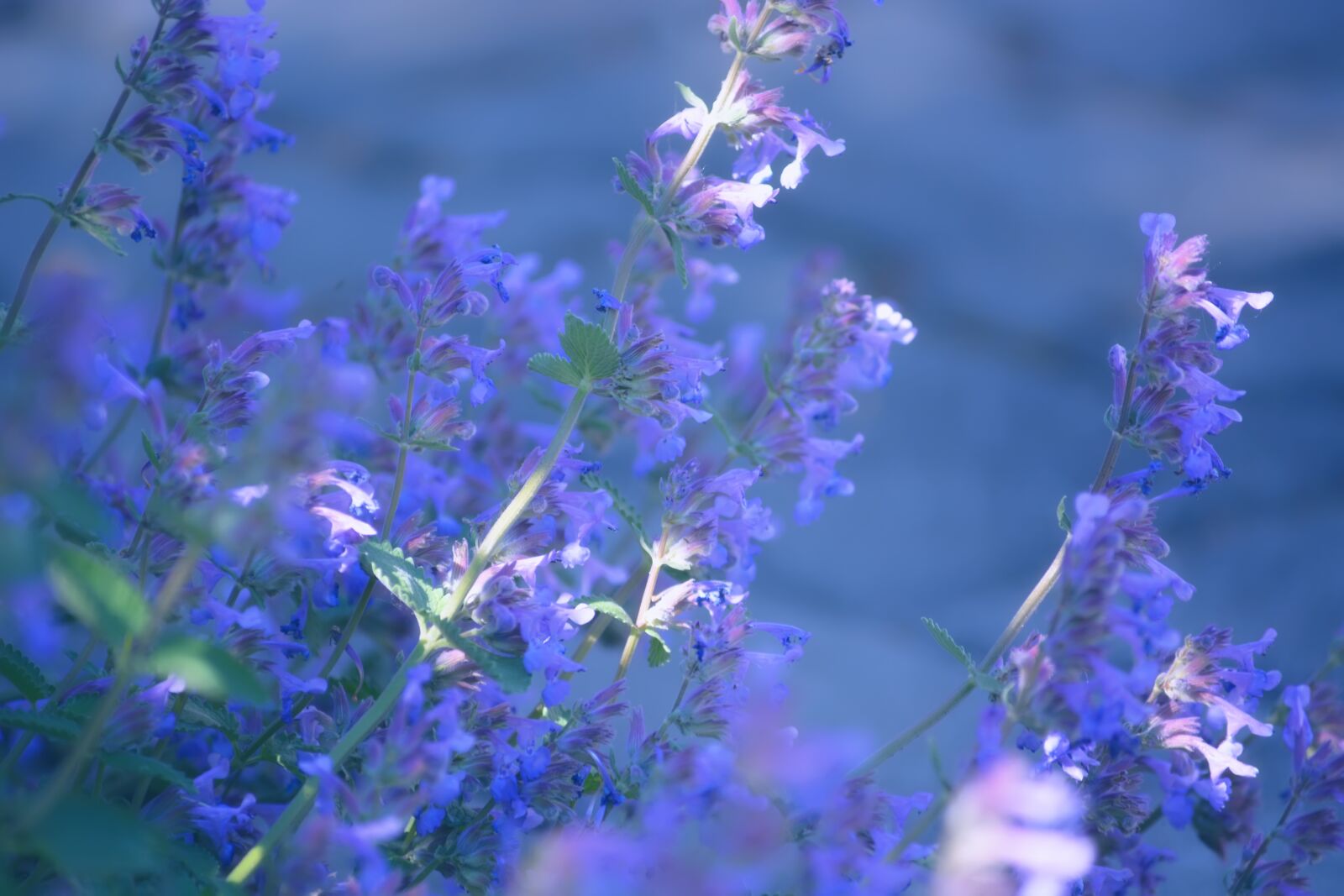 Nikon D5200 sample photo. Flowers, garden, spring photography