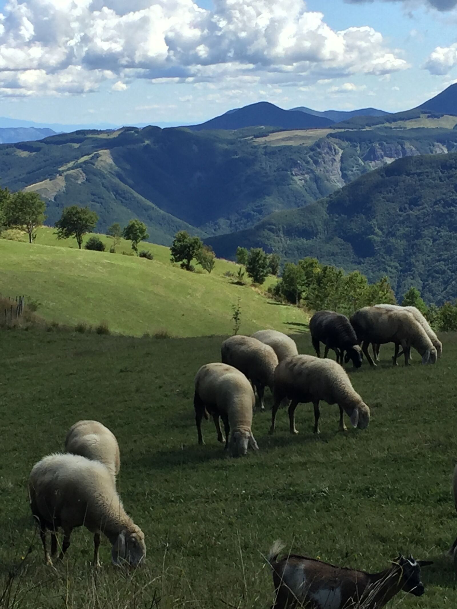 iPhone 6 back camera 4.15mm f/2.2 sample photo. Mountain, appennino, prato photography