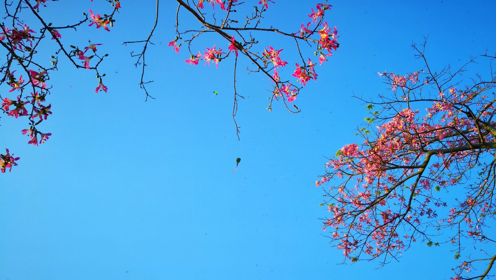 HUAWEI Mate 10 sample photo. Sky, tree, blue sky photography