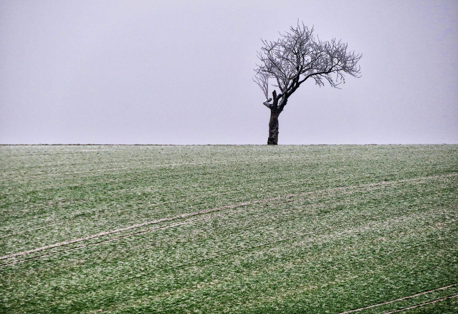Canon PowerShot SX730 HS sample photo. Tree, arable, winter photography