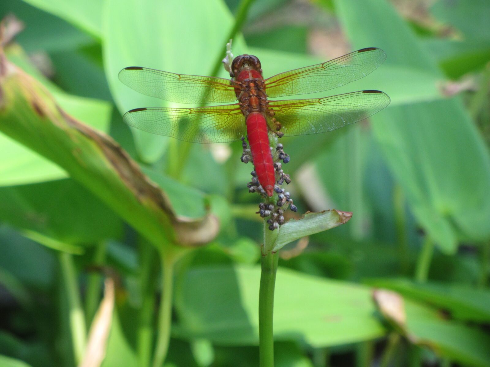 Canon PowerShot SX230 HS sample photo. Insect, red, dragonfly photography