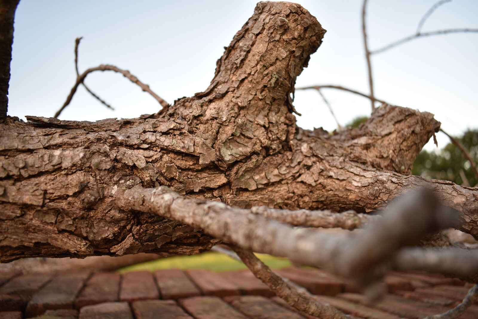 Nikon AF-P DX Nikkor 18-55mm F3.5-5.6G sample photo. Tree, trunk, tree, trunks photography
