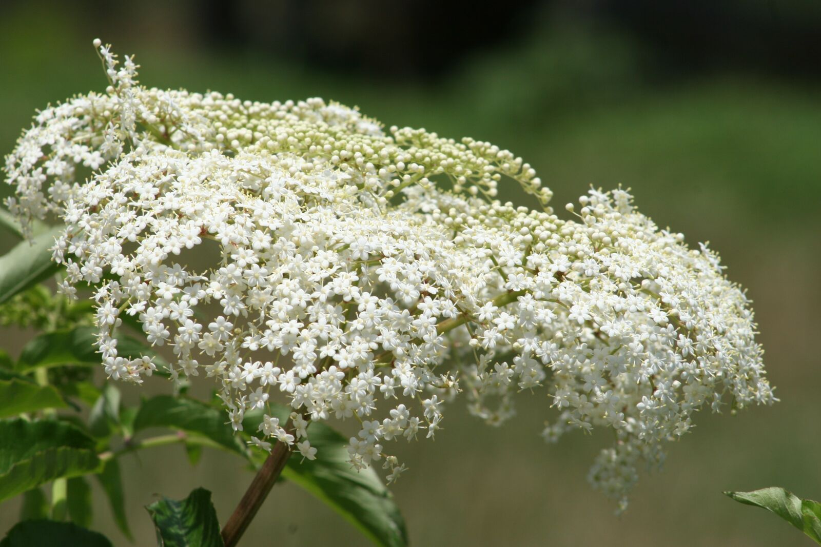 Canon EOS 20D sample photo. Baby's breath, flower, bloom photography