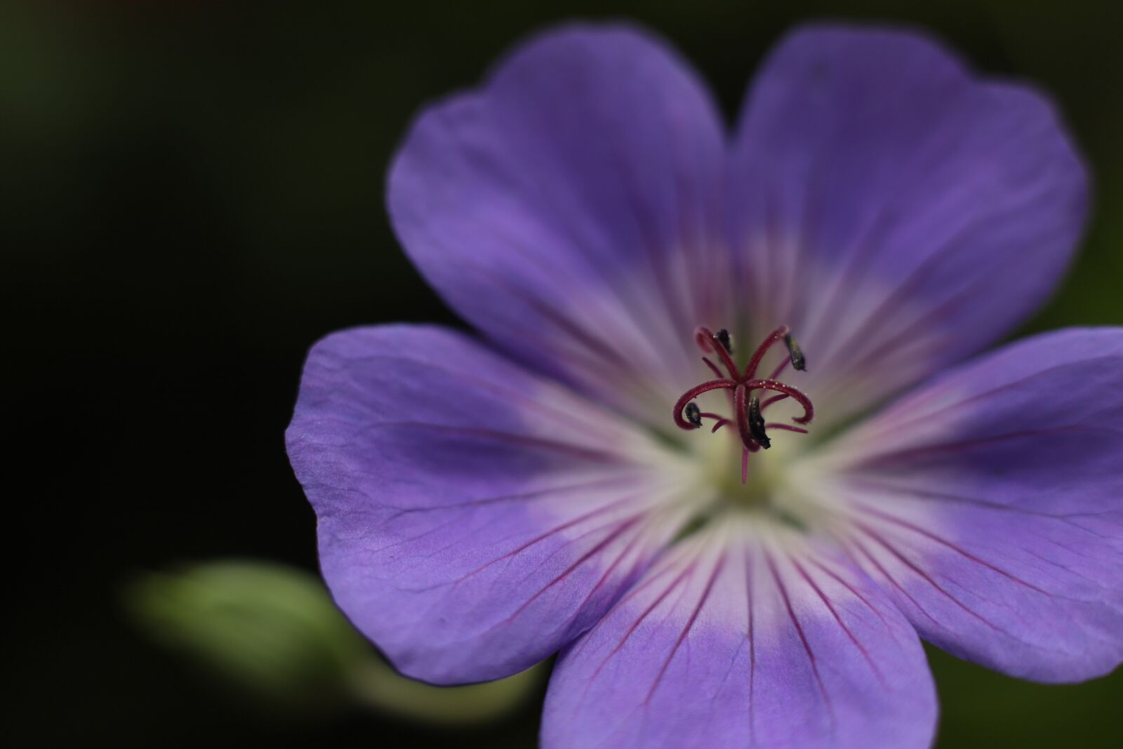 Canon EF 50mm F1.8 II sample photo. Geranium rozanne, geranium, garden photography