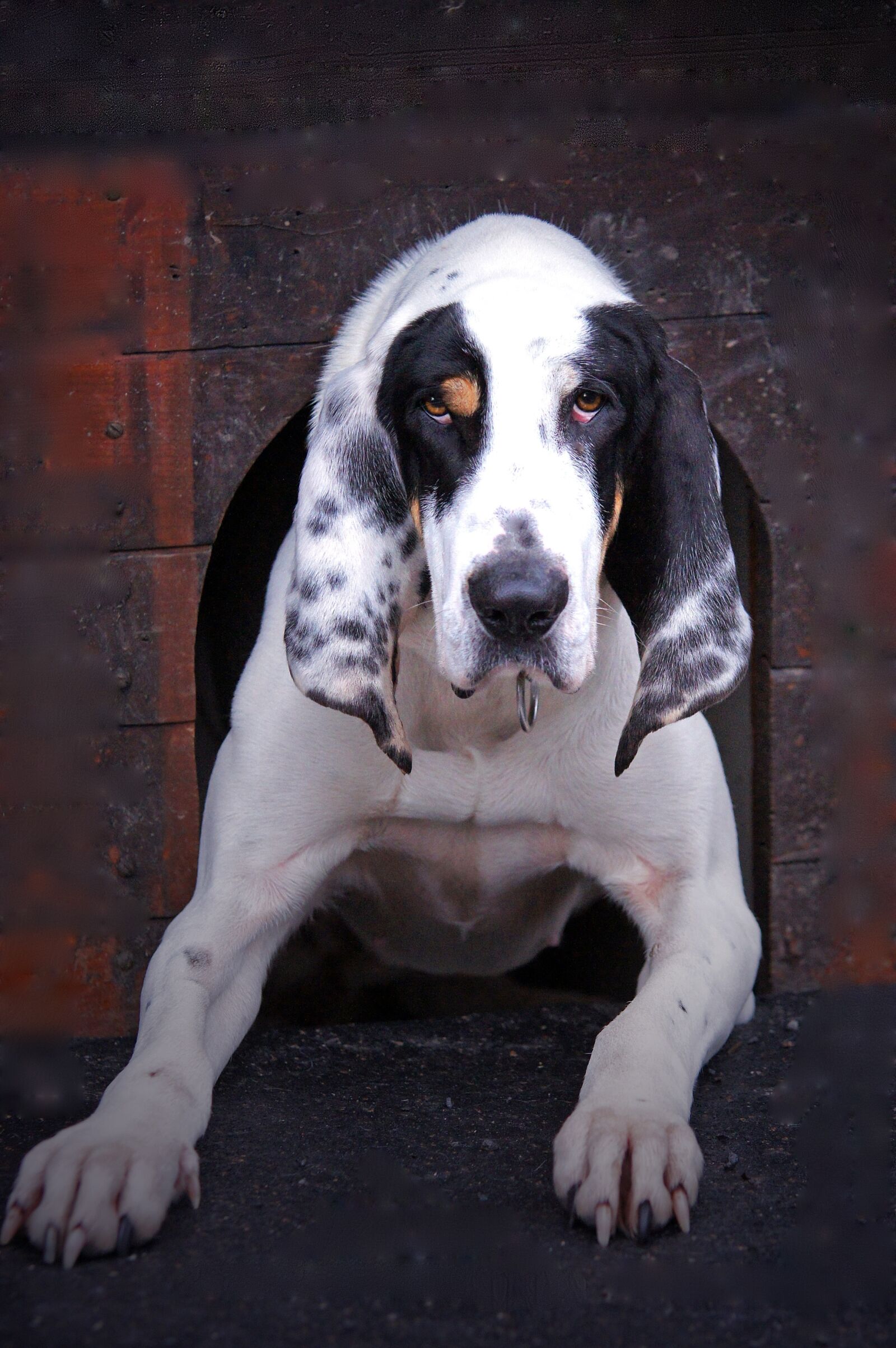 Sony SLT-A33 sample photo. Dog, dog kennel, animal photography
