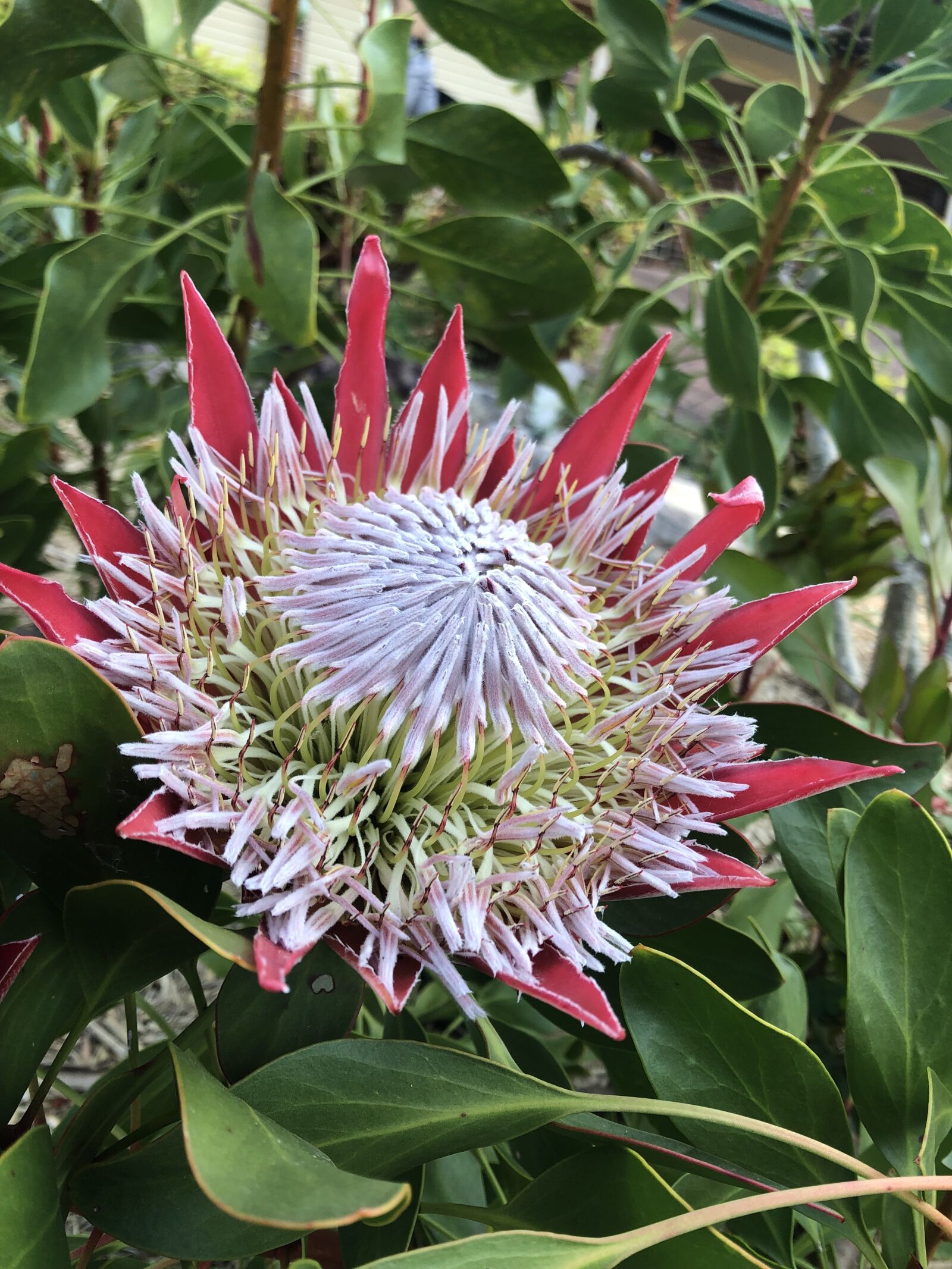 iPhone 8 back camera 3.99mm f/1.8 sample photo. Protea, red, bloom photography