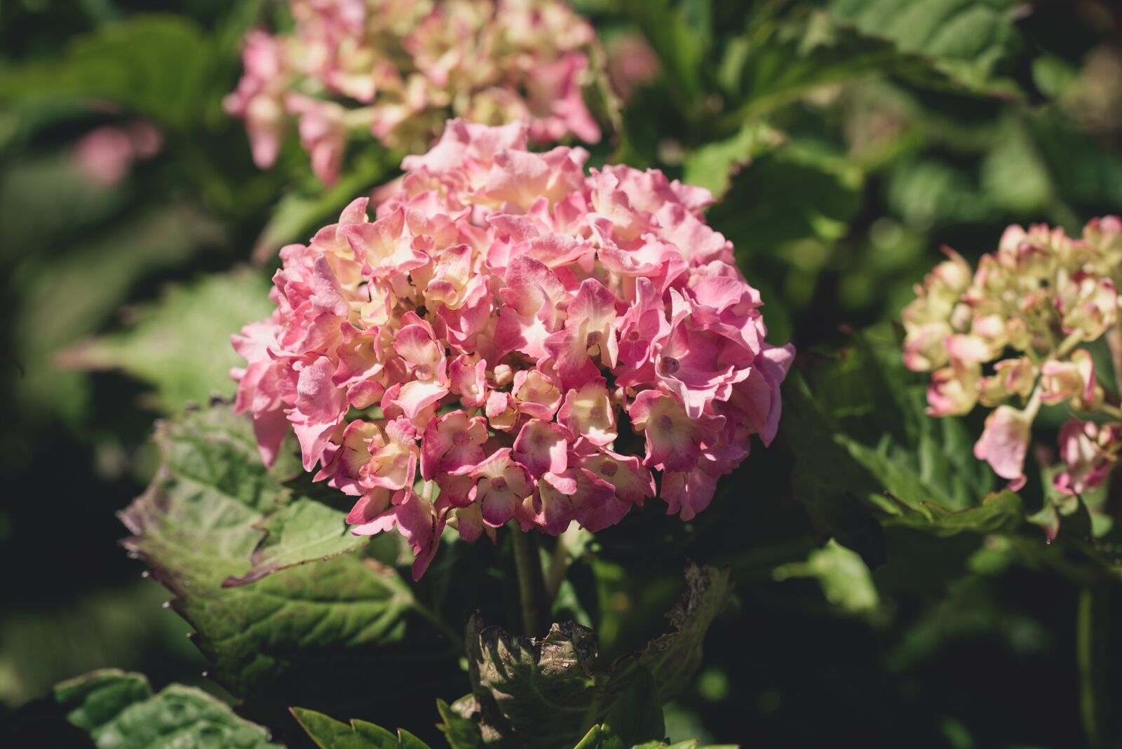 Nikon D750 sample photo. Flower, flowers, pink photography