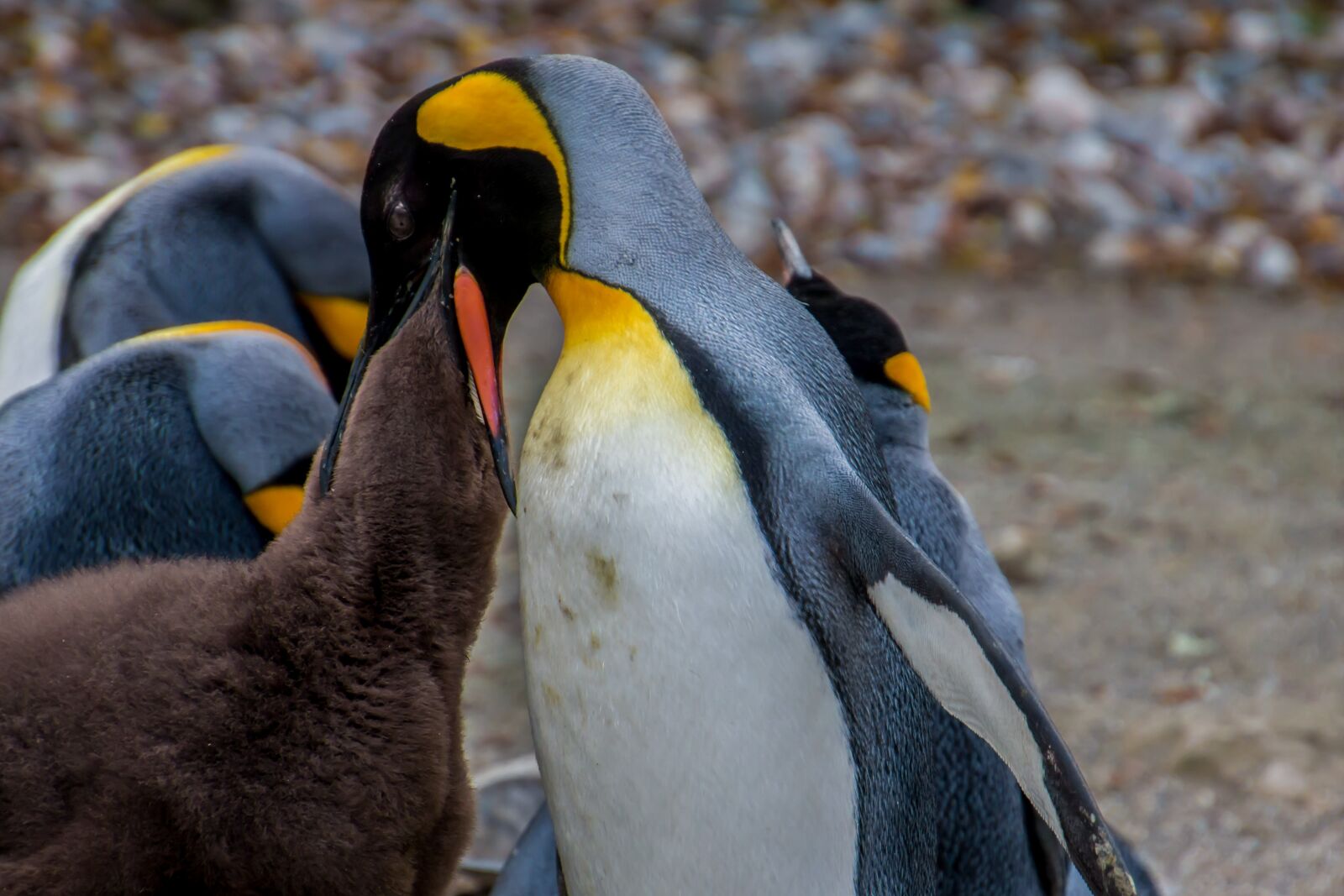 Canon EOS 70D sample photo. Penguin, emperor penguin, pingu photography