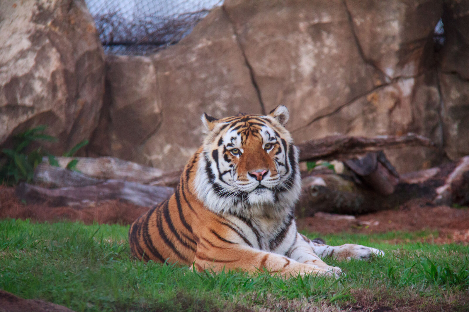 Canon EF-S 18-200mm F3.5-5.6 IS sample photo. Bengal, big, cat, cat photography