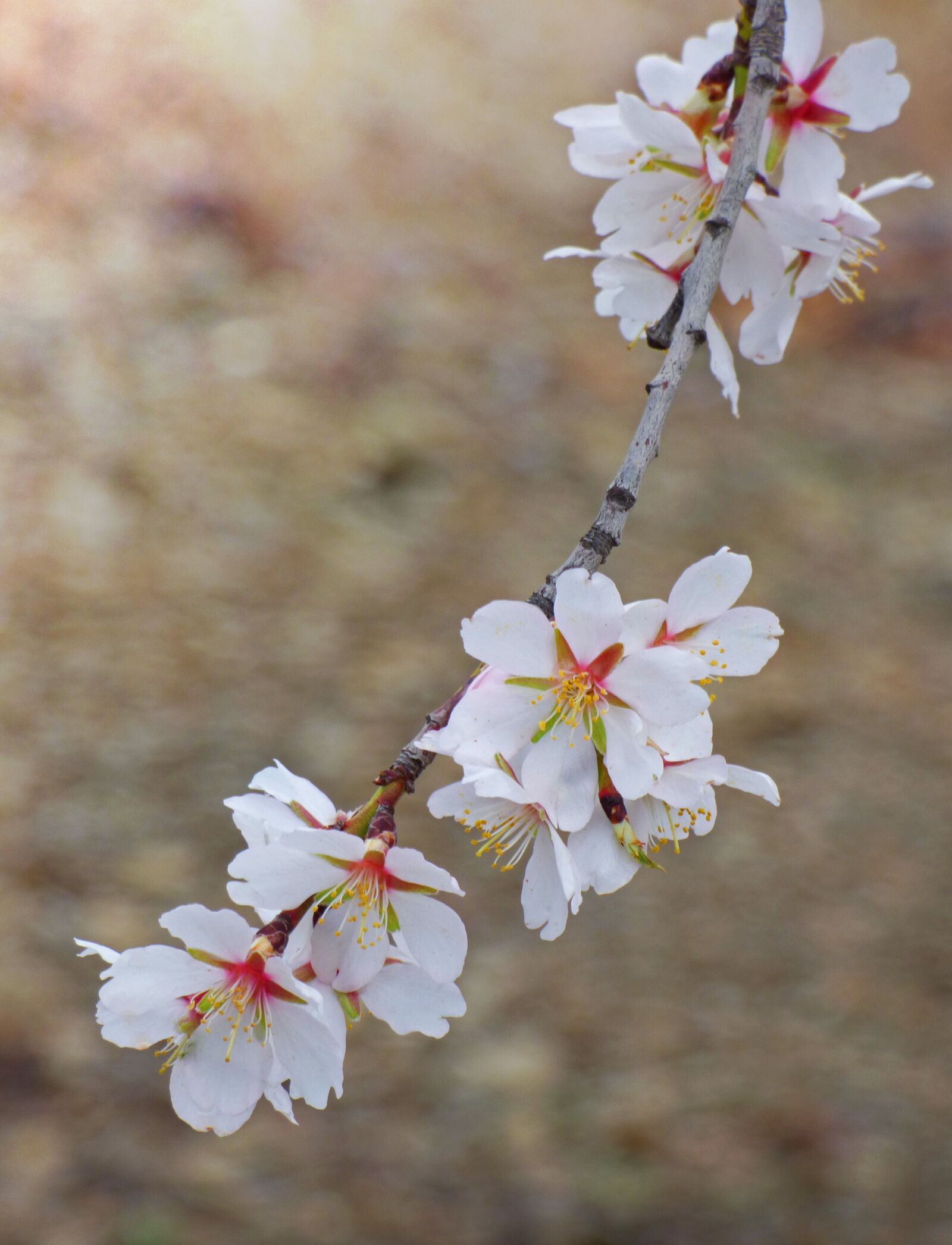 Panasonic Lumix DMC-FZ70 sample photo. Flower, flowery branch, almond photography